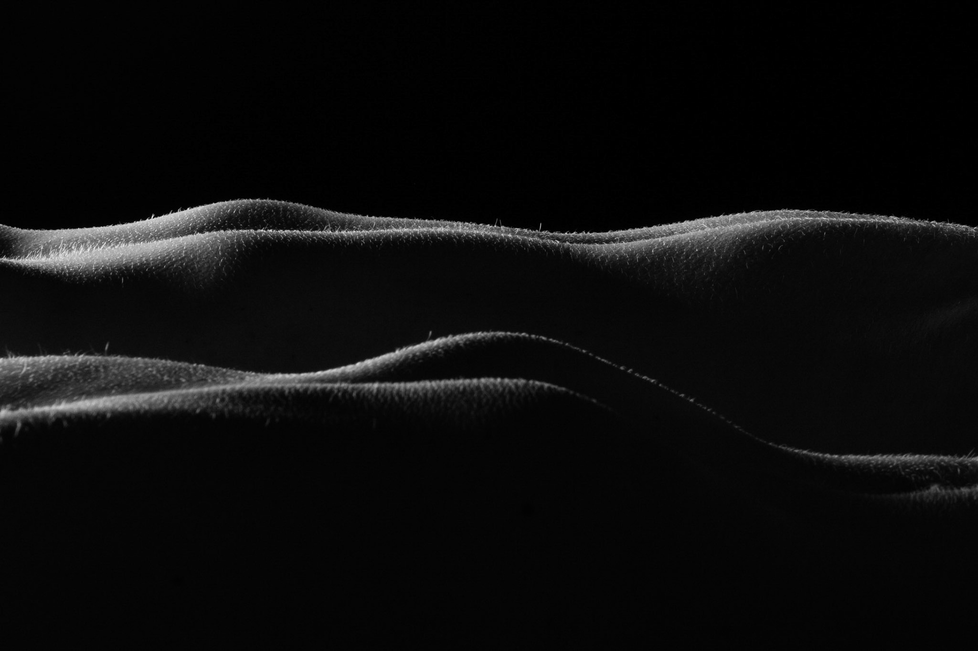Sahara
