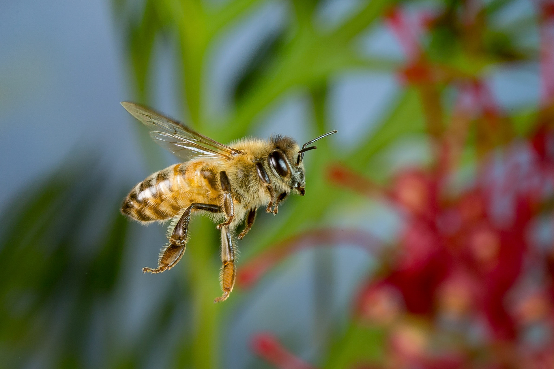 Bee in flight taken with Cognisys Insect Rig