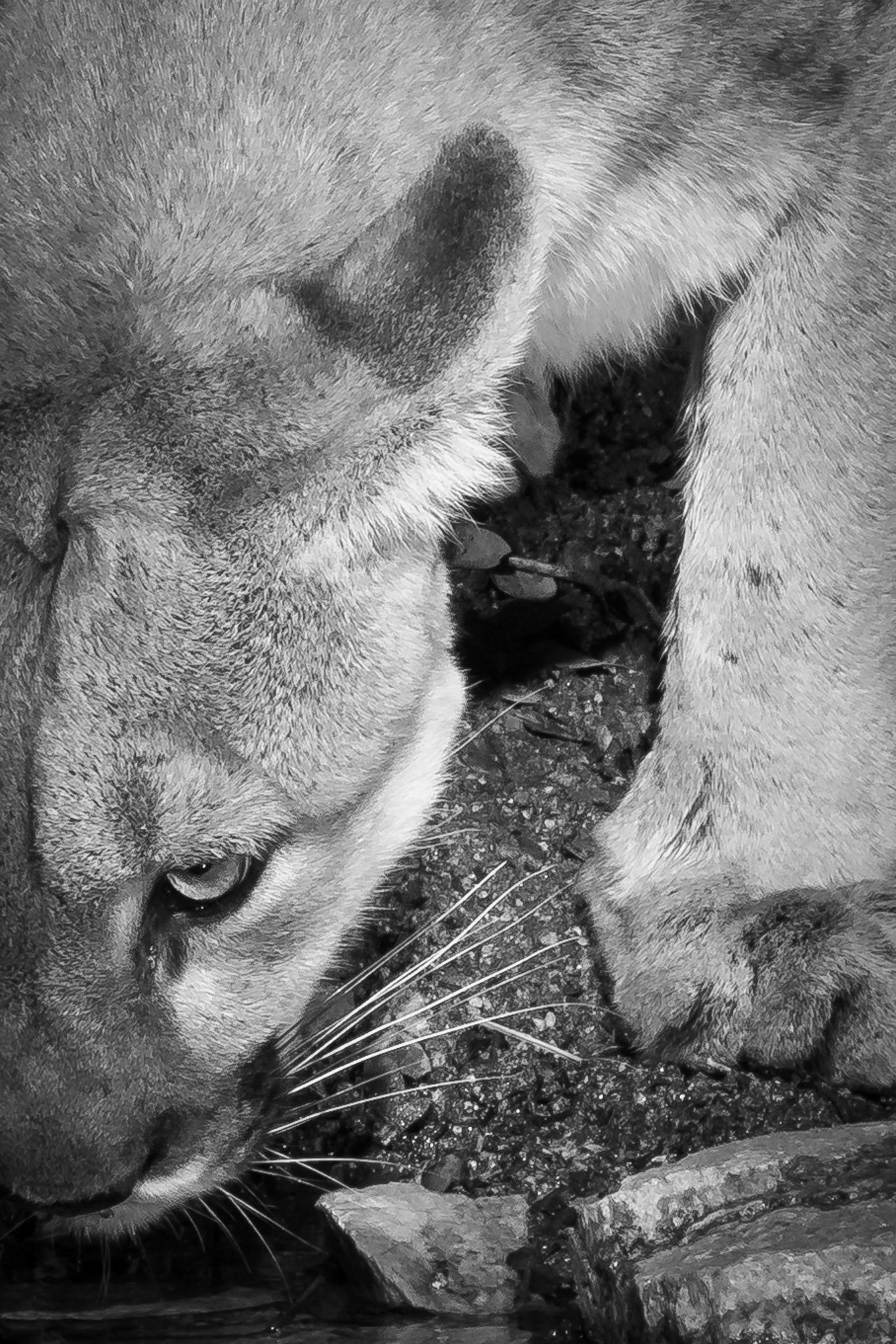 Black and white study of a big male mountain lion.