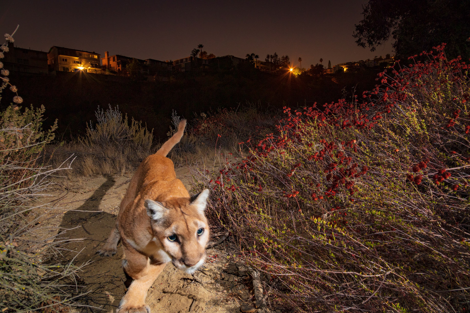 Nikita chasing prey in a valley below some houses in Glendale, Los Angeles.