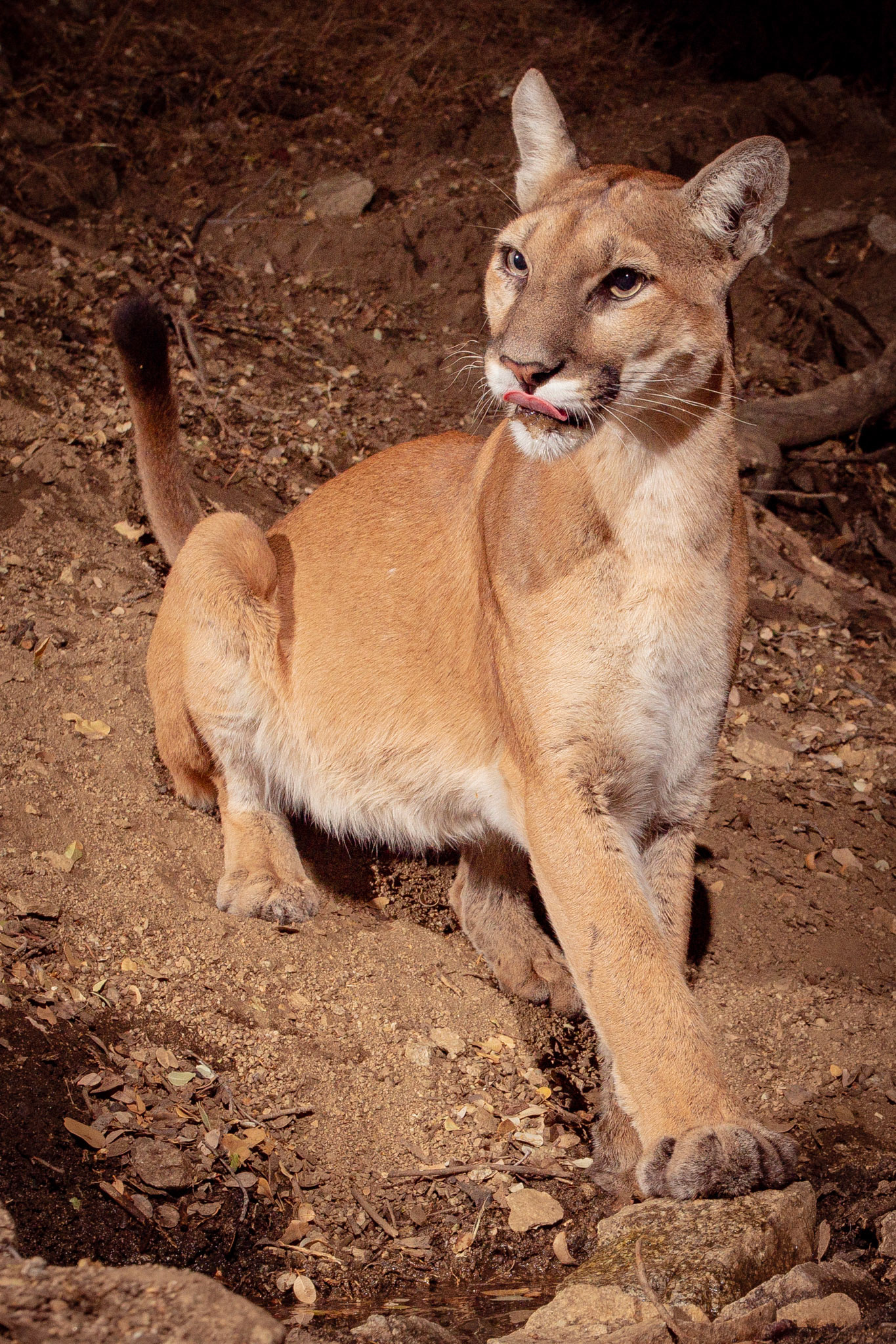 A regal pose, by a regal feline - Puma concolor