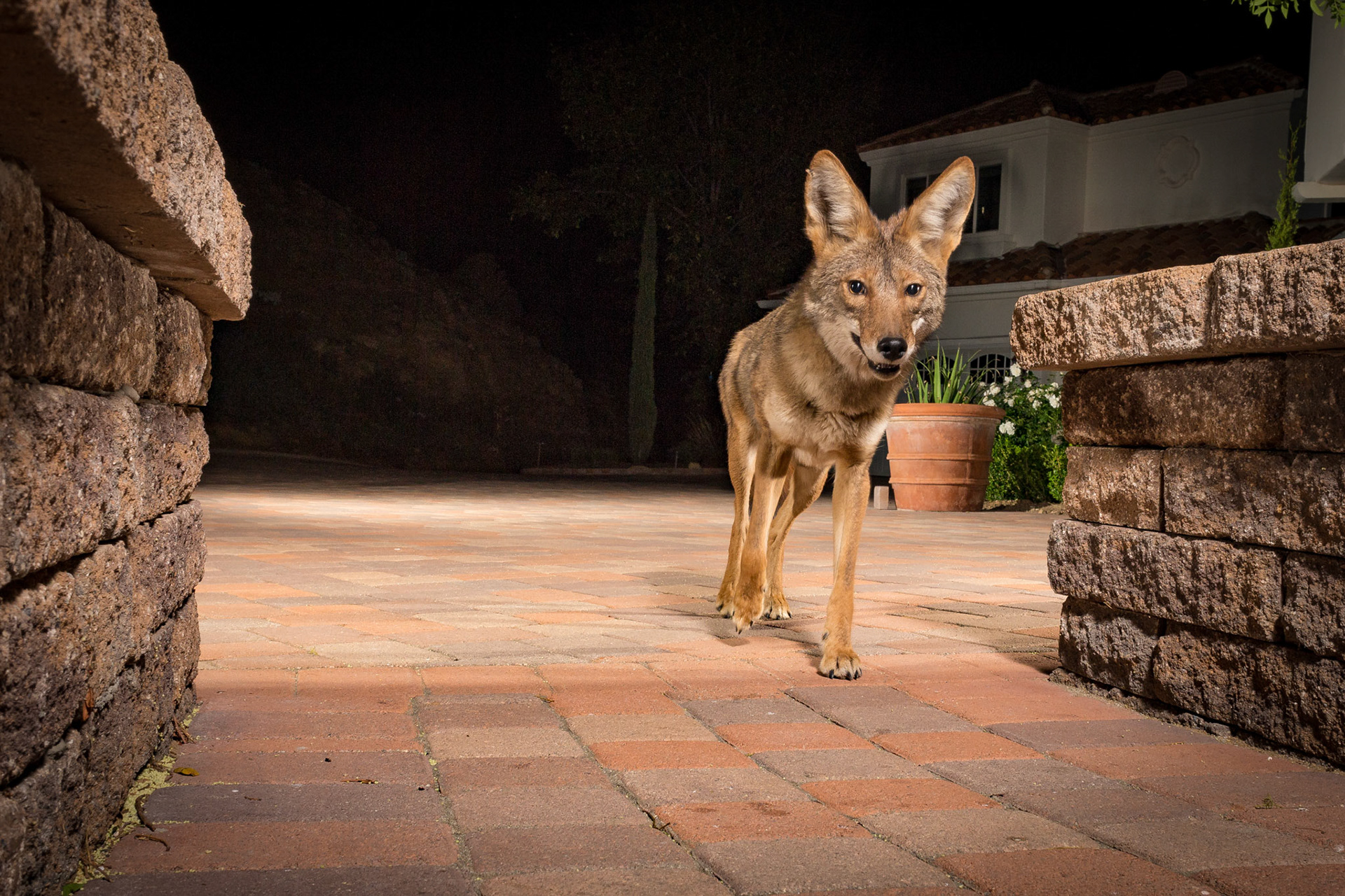 Smiling coyote at my home. Westlake Village, CA. Cognisys Sabre trigger.