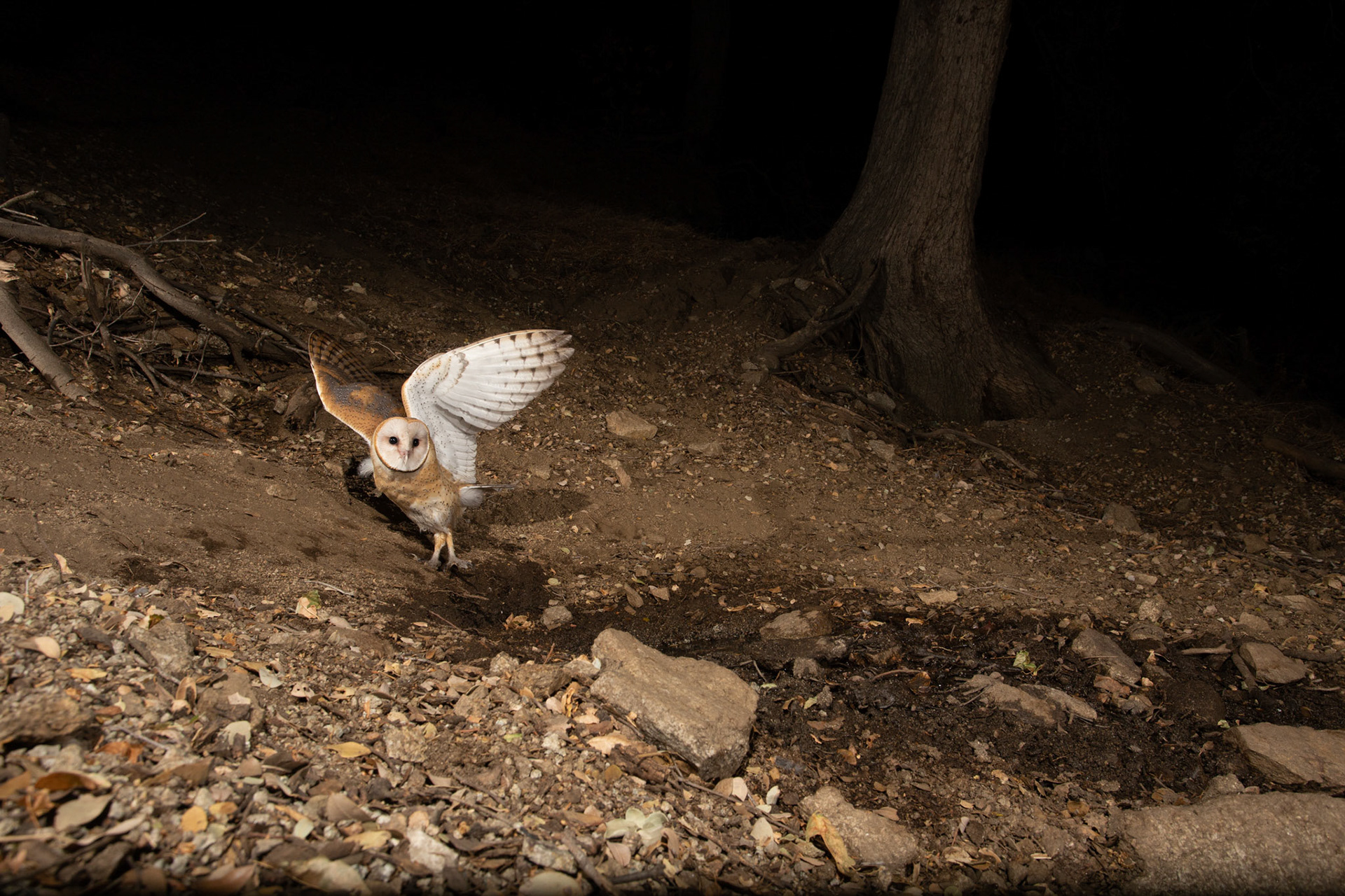 Barn Owl. Cognisys Scout trigger.
