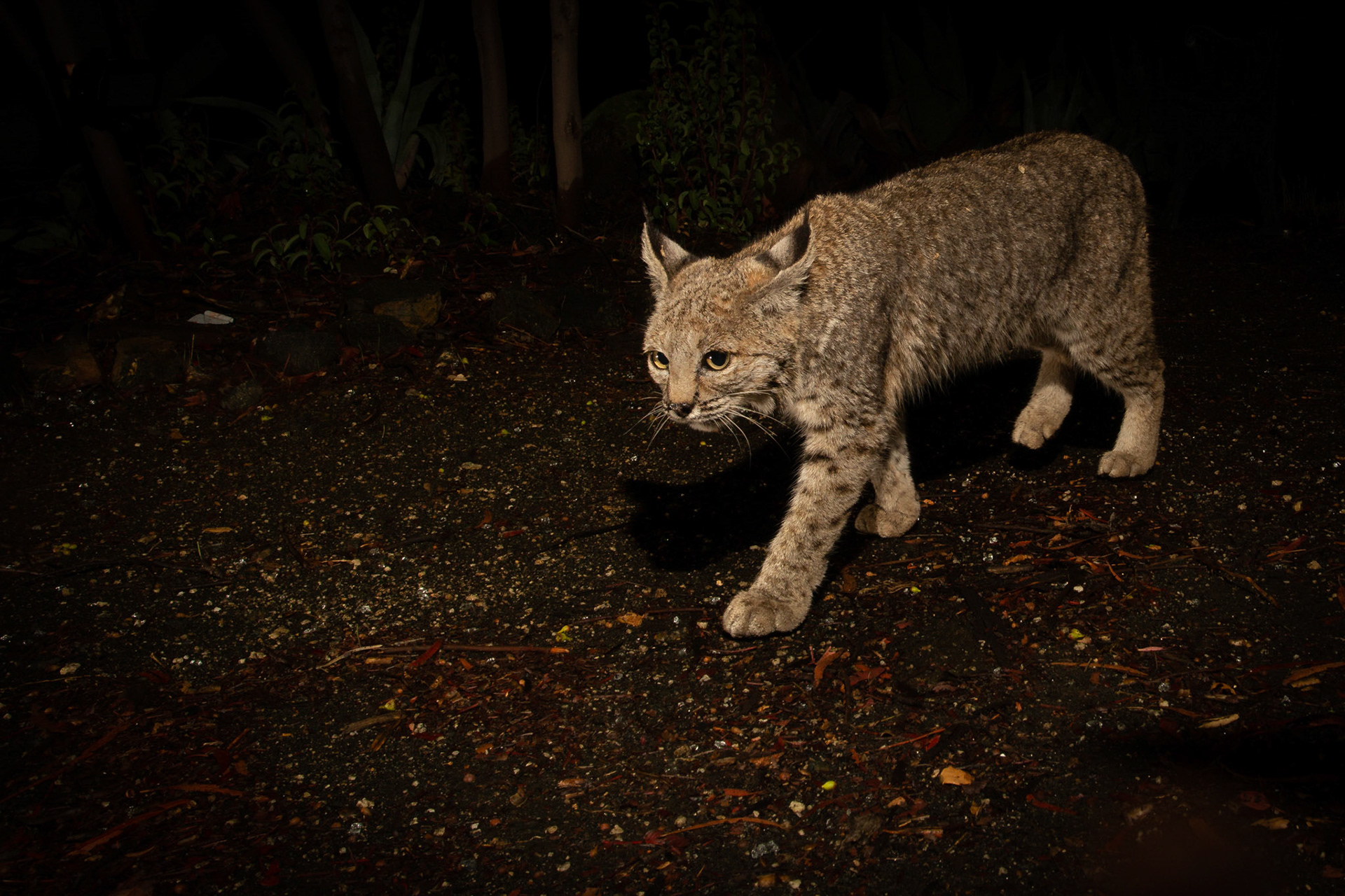 Wet bobcat - Burbank, CA