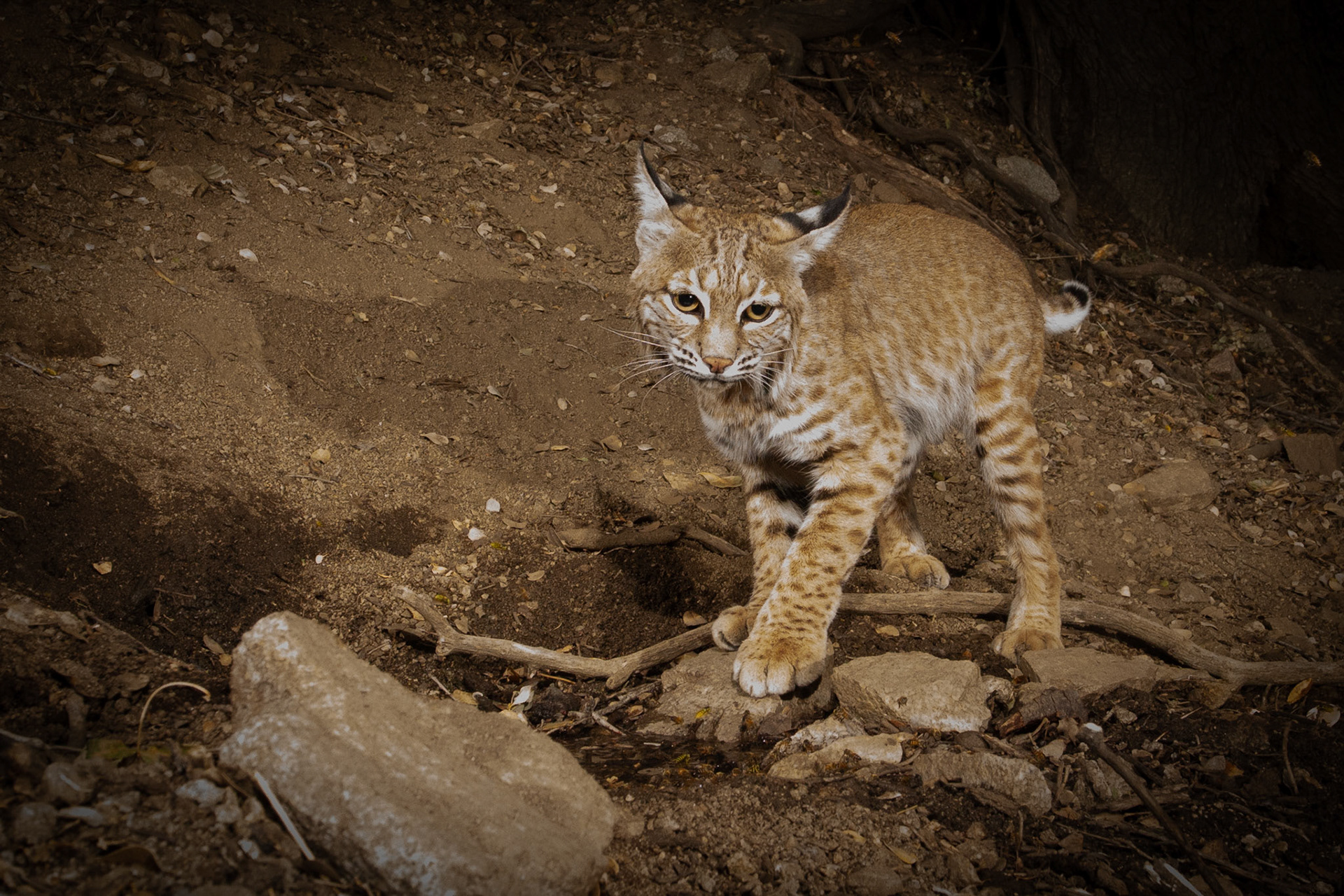 Young male bobcat, Antelope Valley, CA. Cognisys Scout trigger