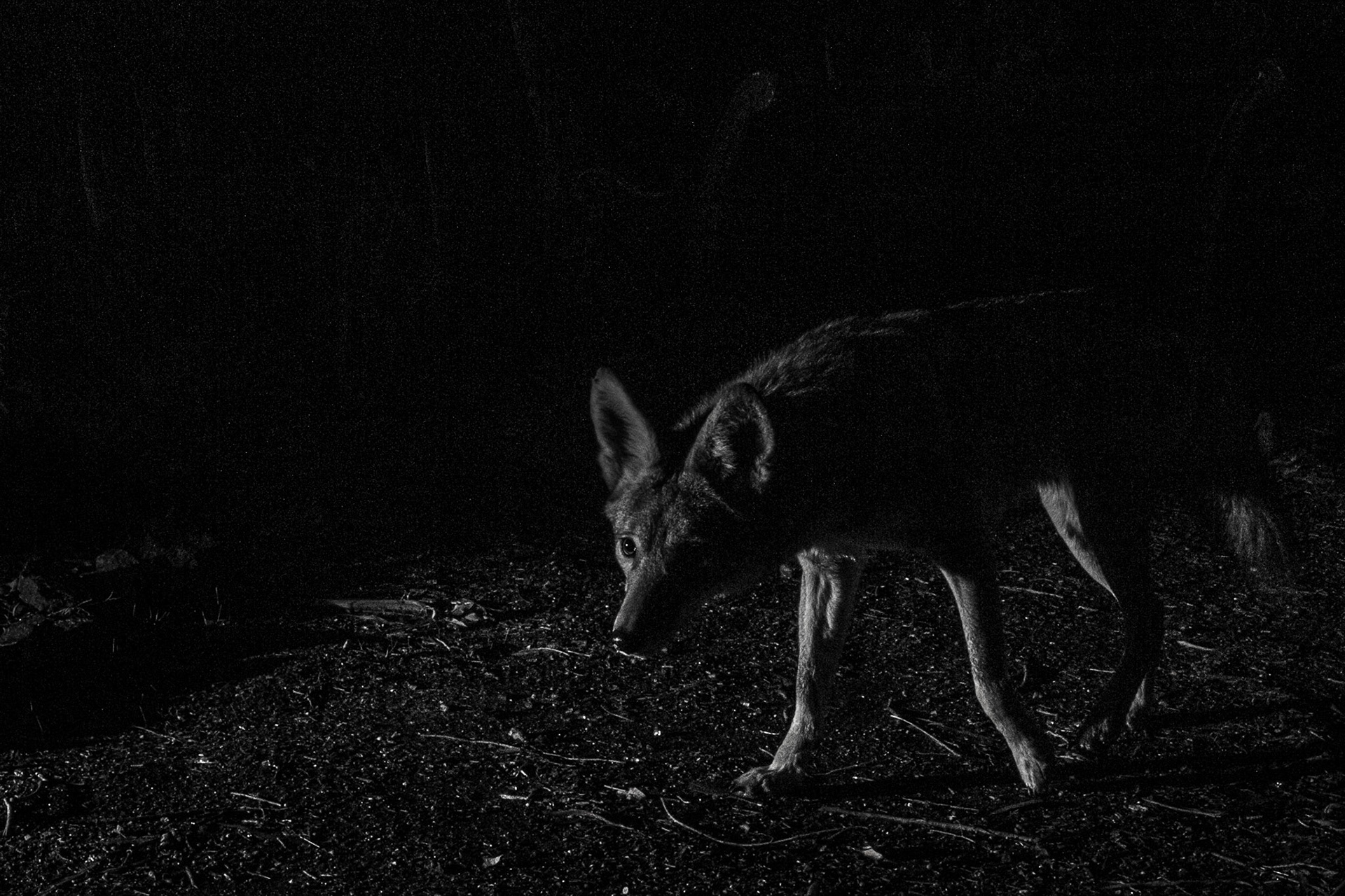 Coyote by night. Burbank, California.