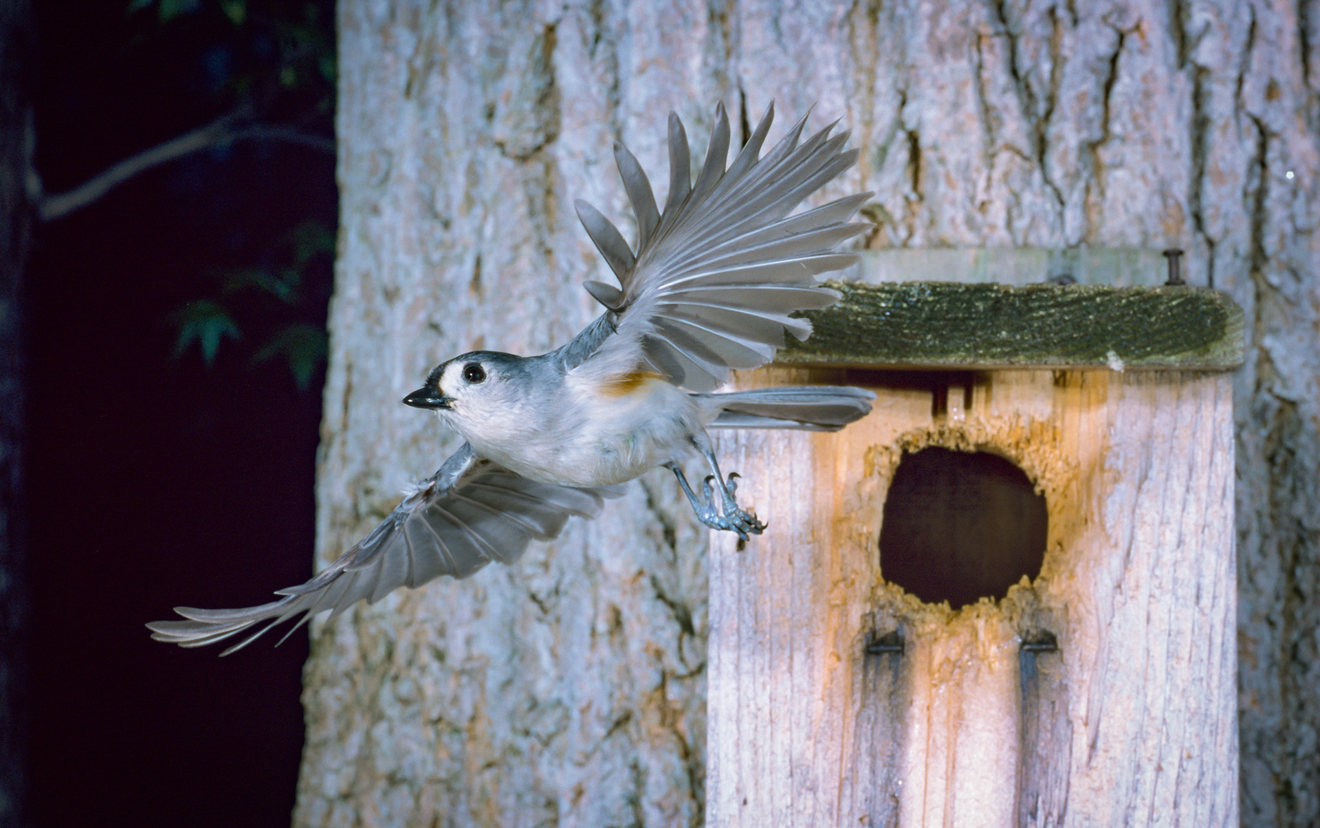 Tufted titmouse leaving nest box. Rolleiflex 6008I and Shutterbeam trigger