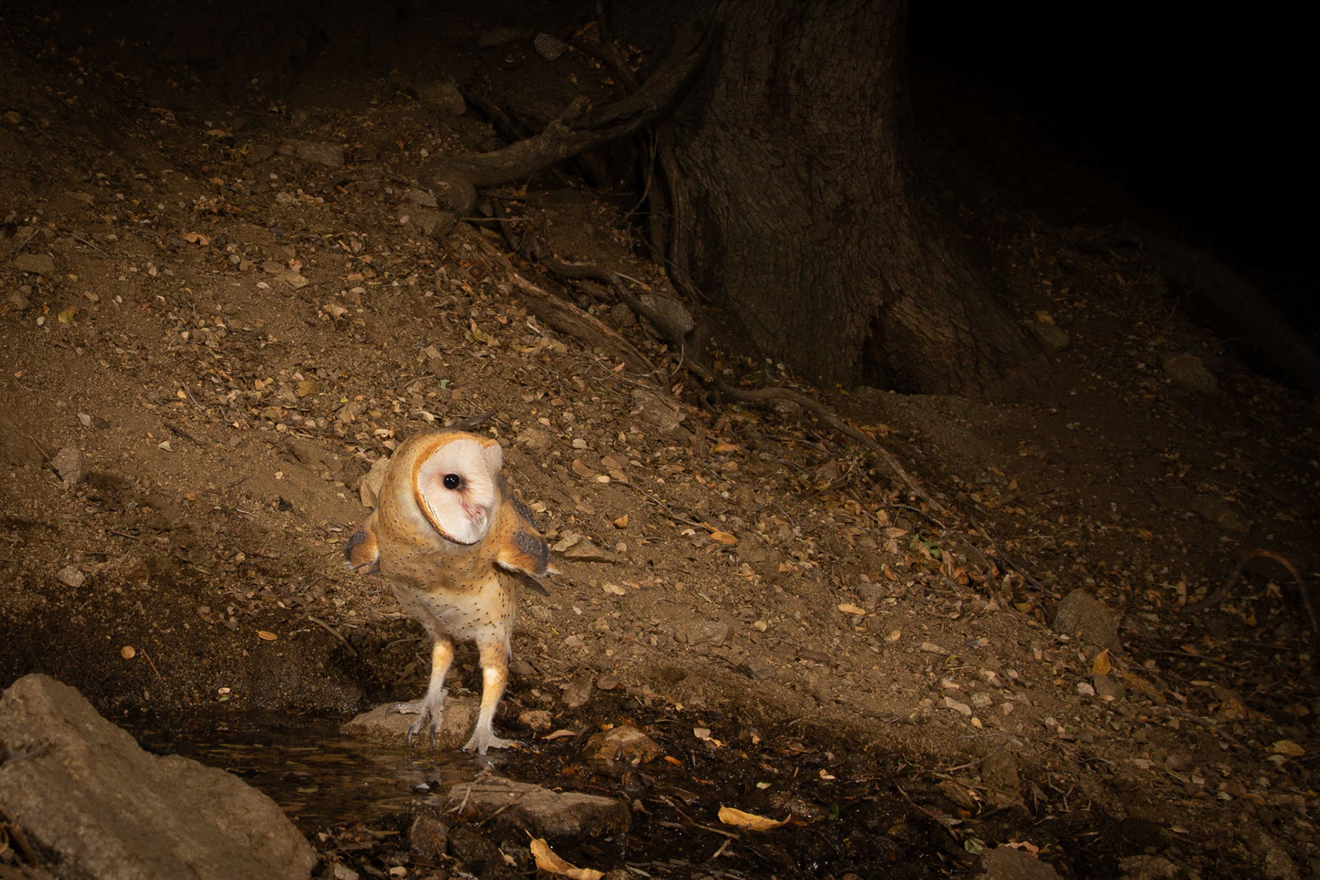Barn Owl. Cognisys Scout trigger.