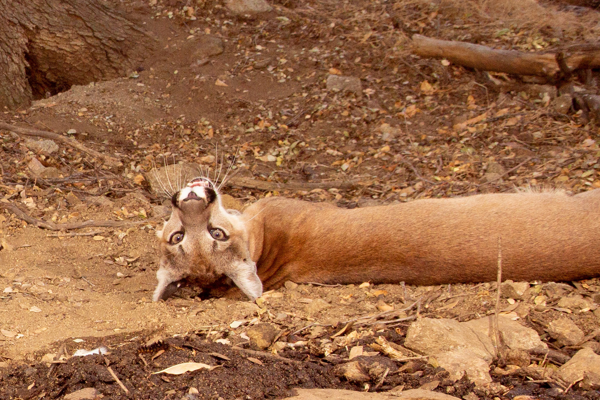 Life isn't always tough for a young mountain lion, waiting for Mom to catch dinner...