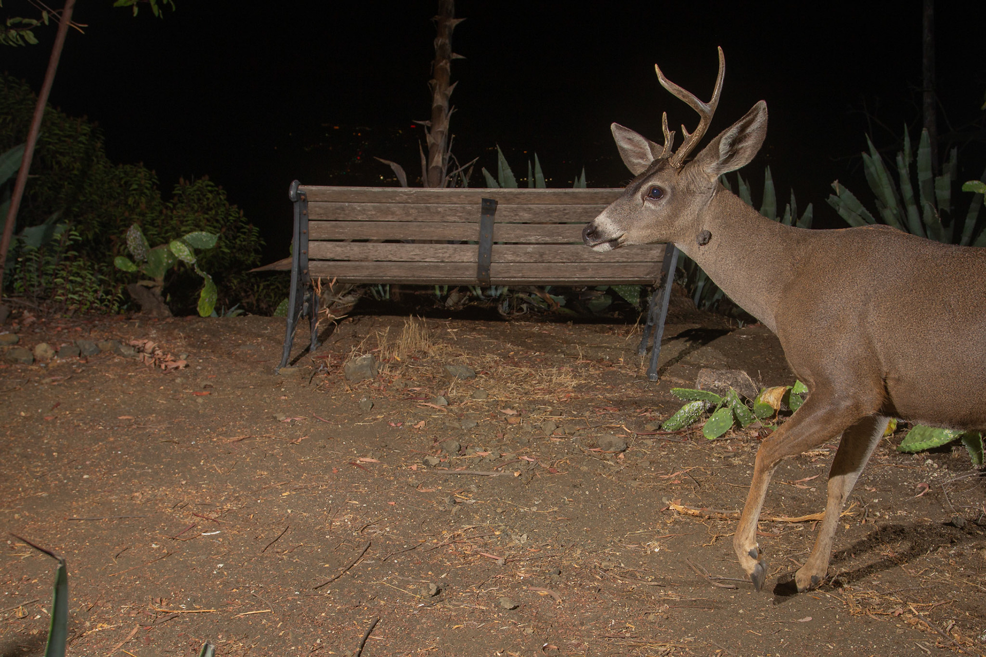 Buck with tumor and city behind - Burbank, CA. Cognisys Scout trigger.