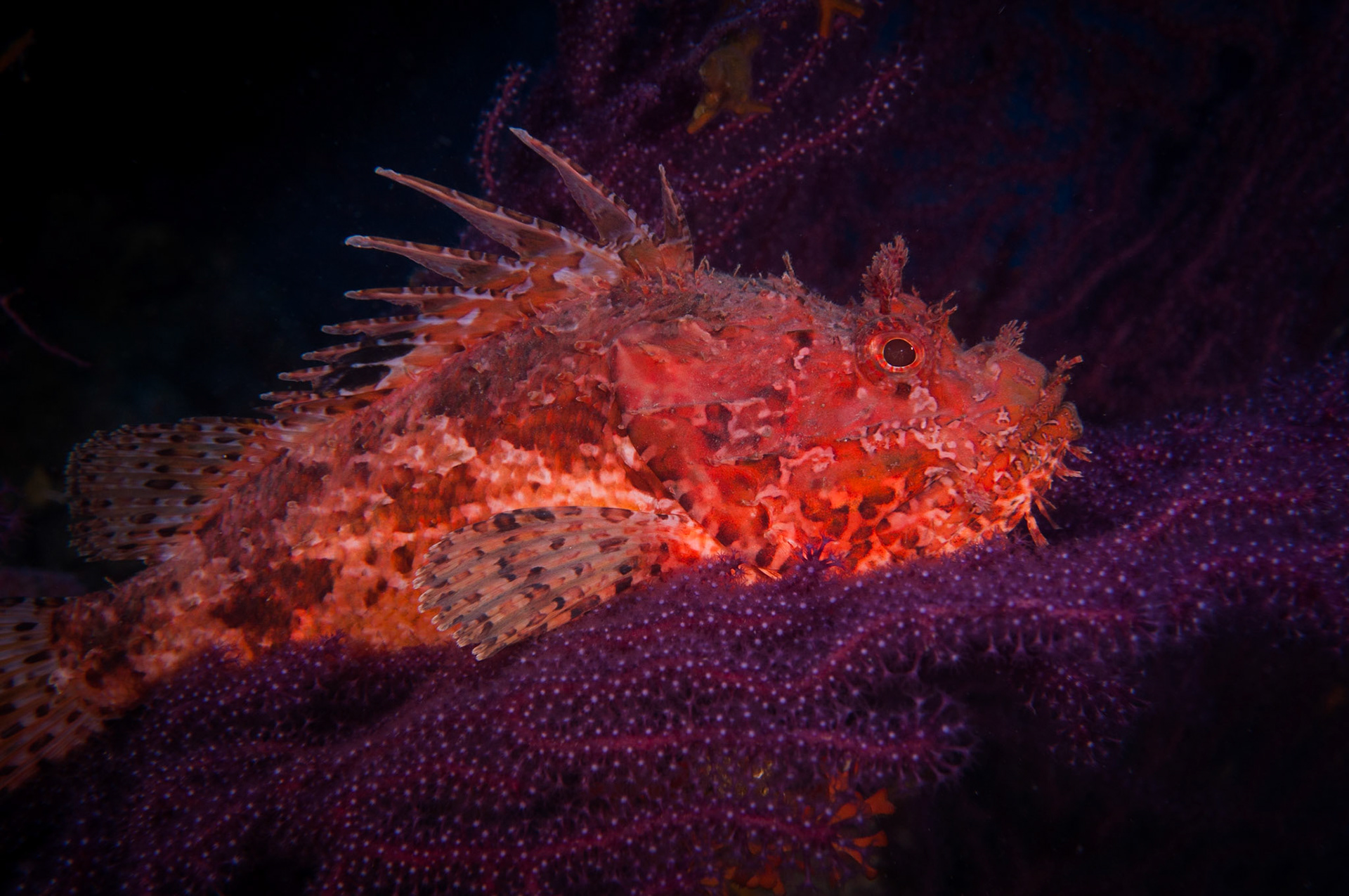 Red scorpionfish, Antibes, France
