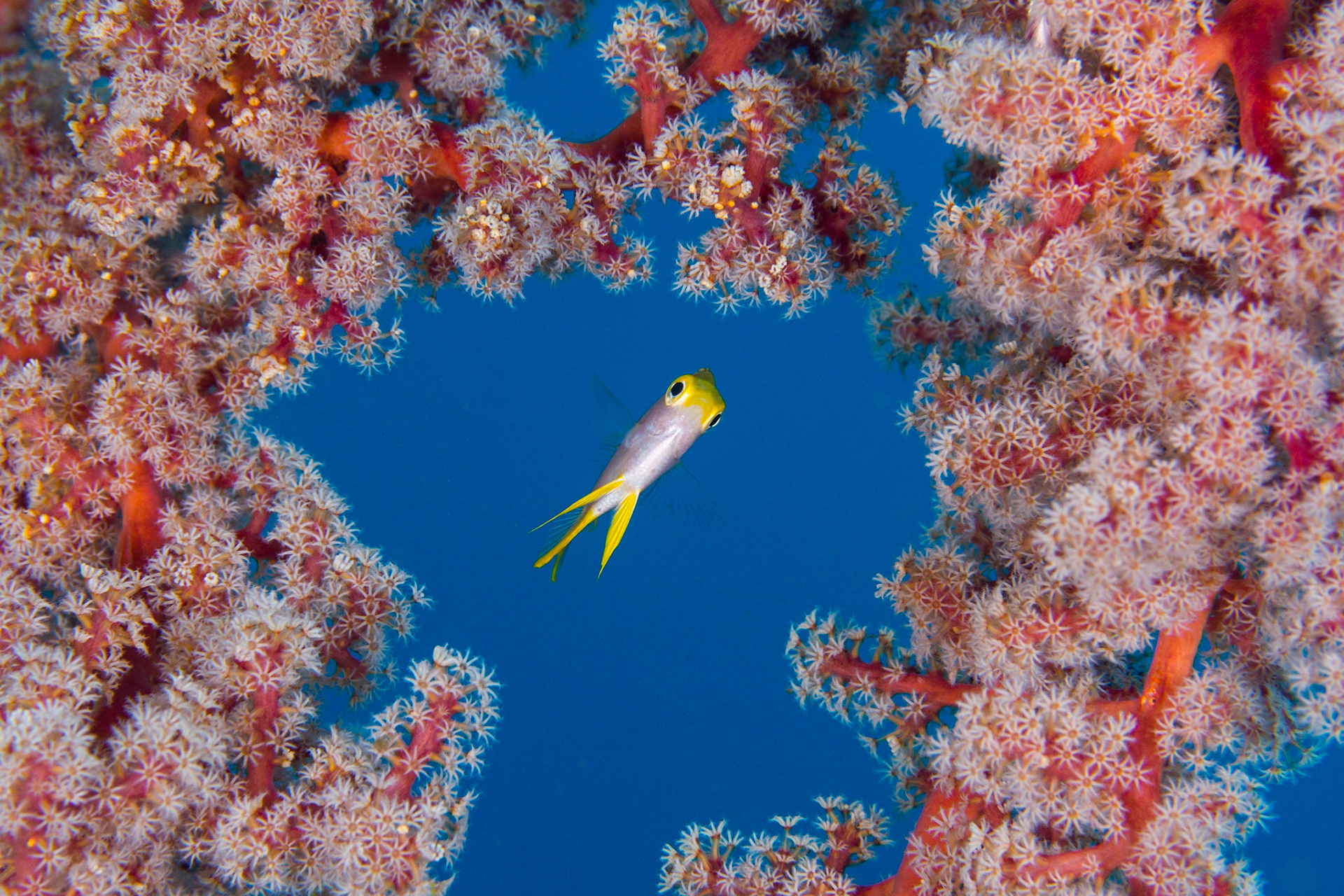 Through the coral window, Bali