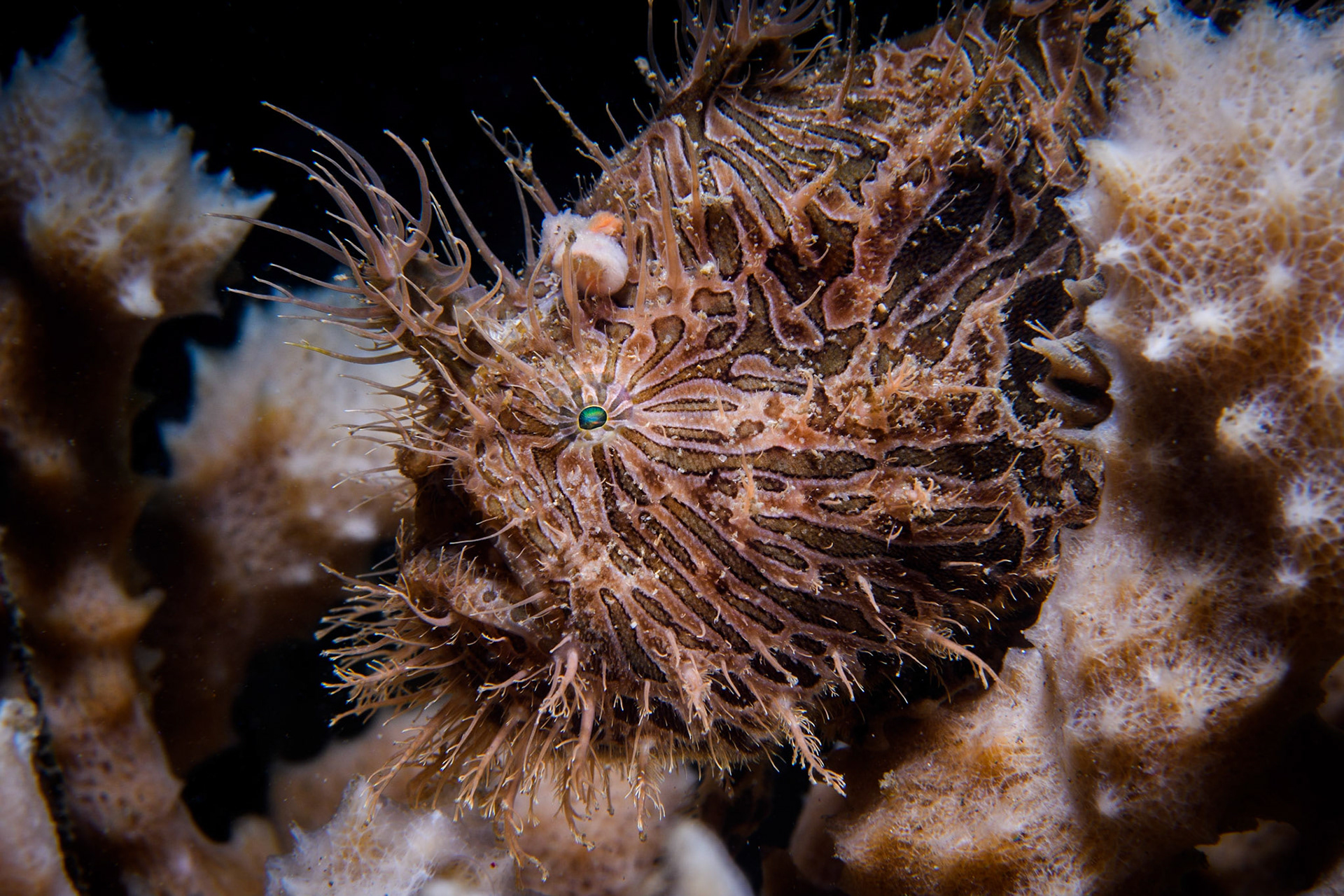 Striate anglerfish (aka hairy frogfish), Sydney