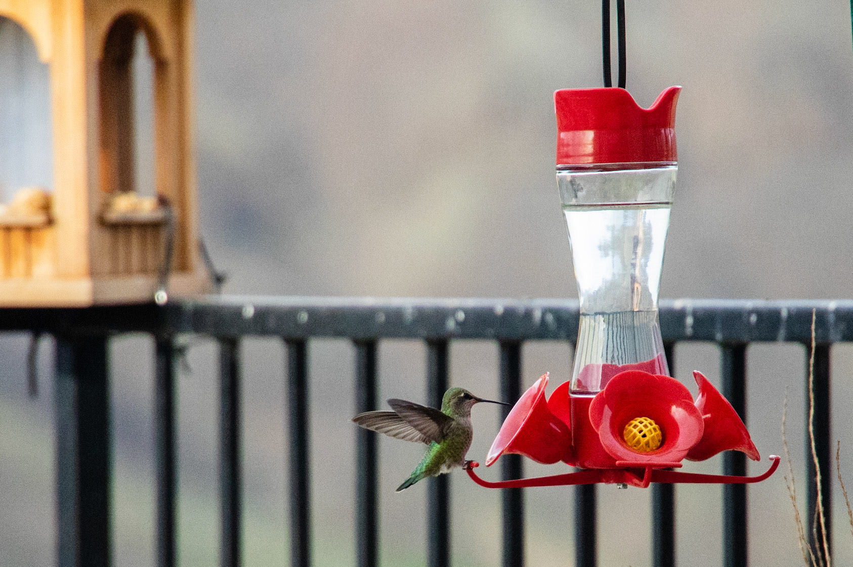Hummingbirds in December?