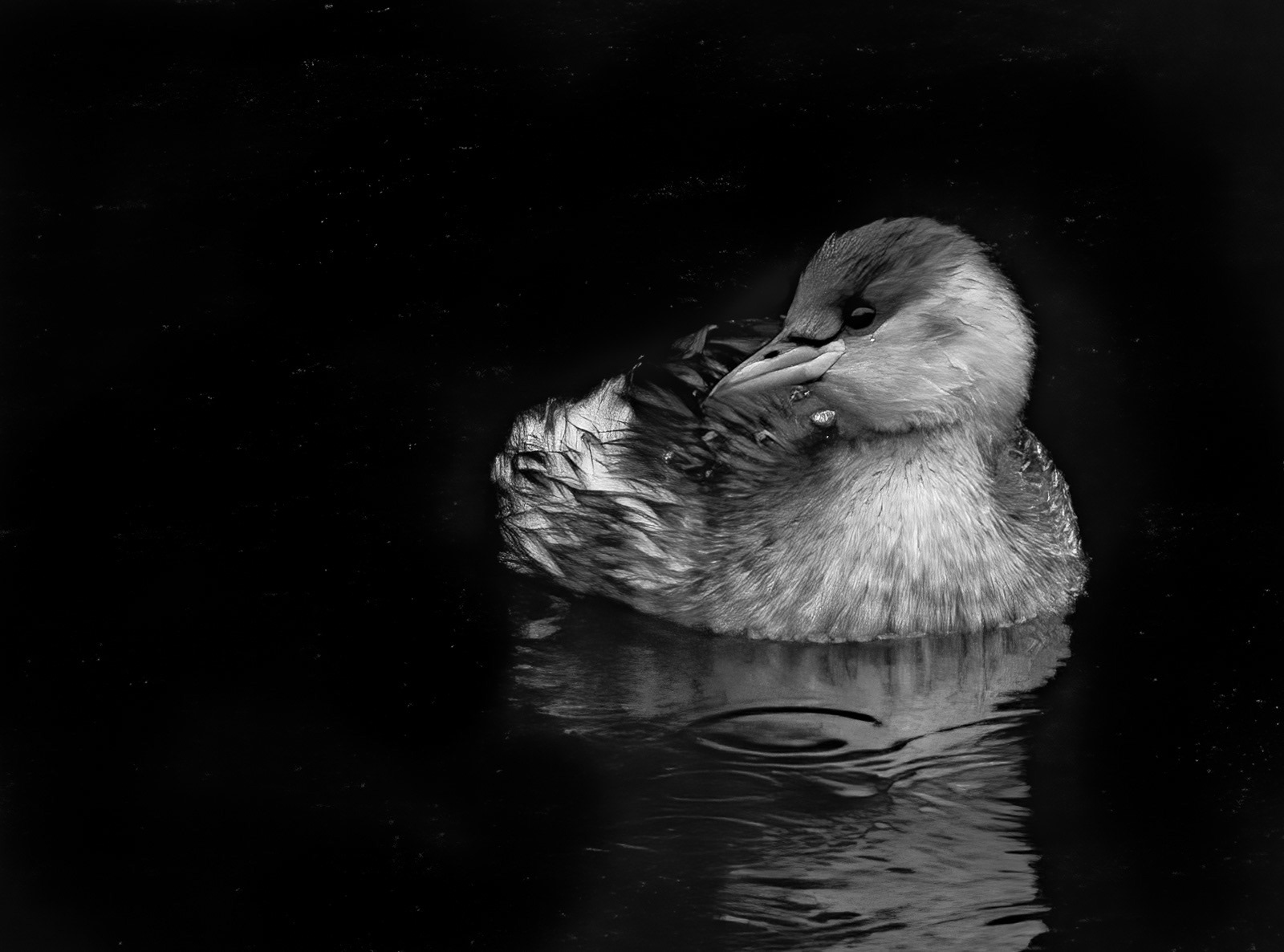 Little Grebe