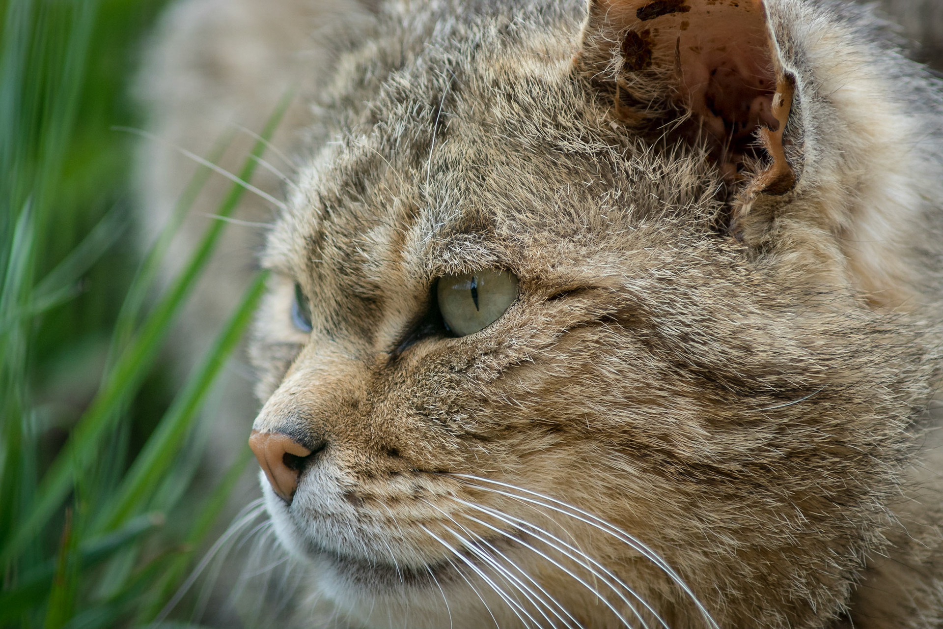 Sony ILCA-77M2 | 70-210mm F4 @ ISO 500 | 210 mm | f/5.6 | 1/400 s