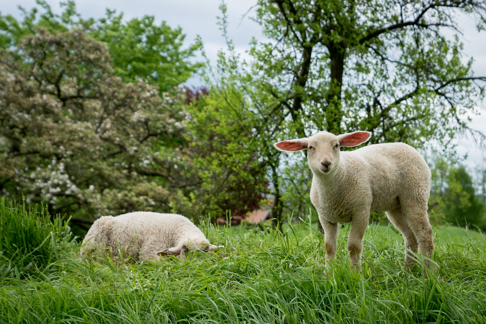 Sony ILCA-77M2 | DT 16-50mm F2.8 SSM @ ISO 100 | 50 mm | f/4 | 1/200 s