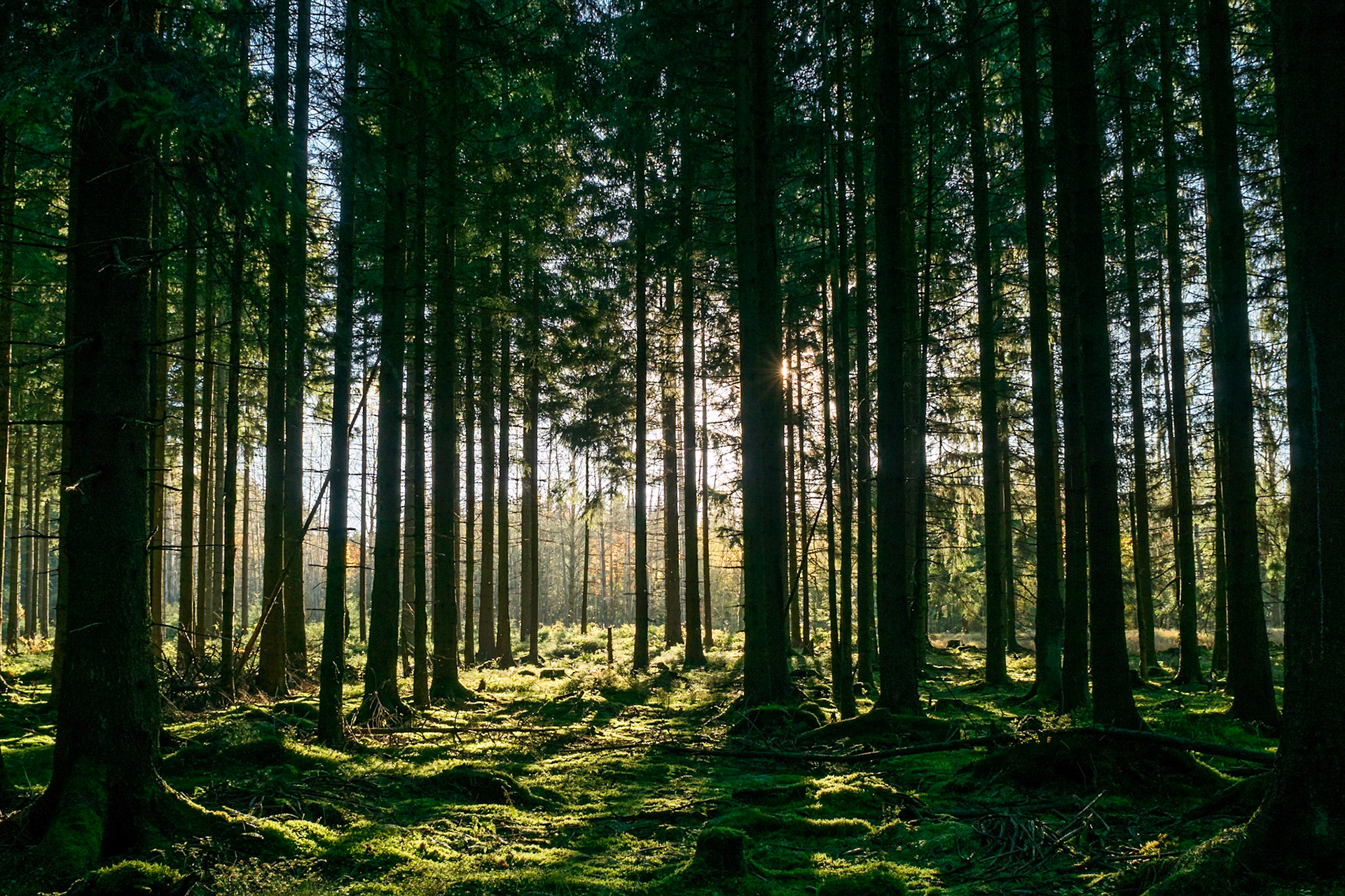 ISO 125 | 24 mm | f/8 | 1/60 s | SONY ILCA-77M2 | 24mm F2.8