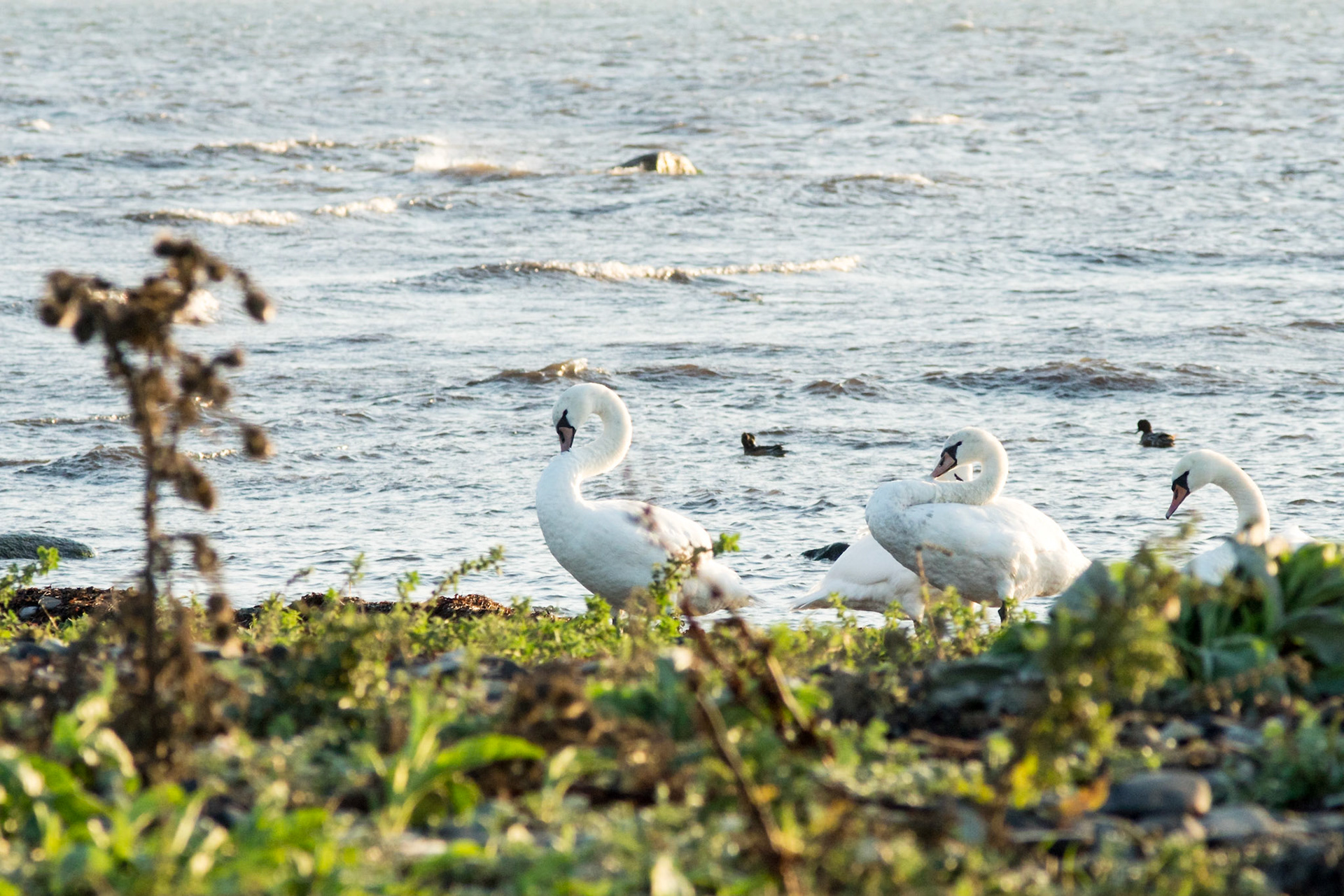 ISO 800 | 210 mm | f/10 | 1/400 s