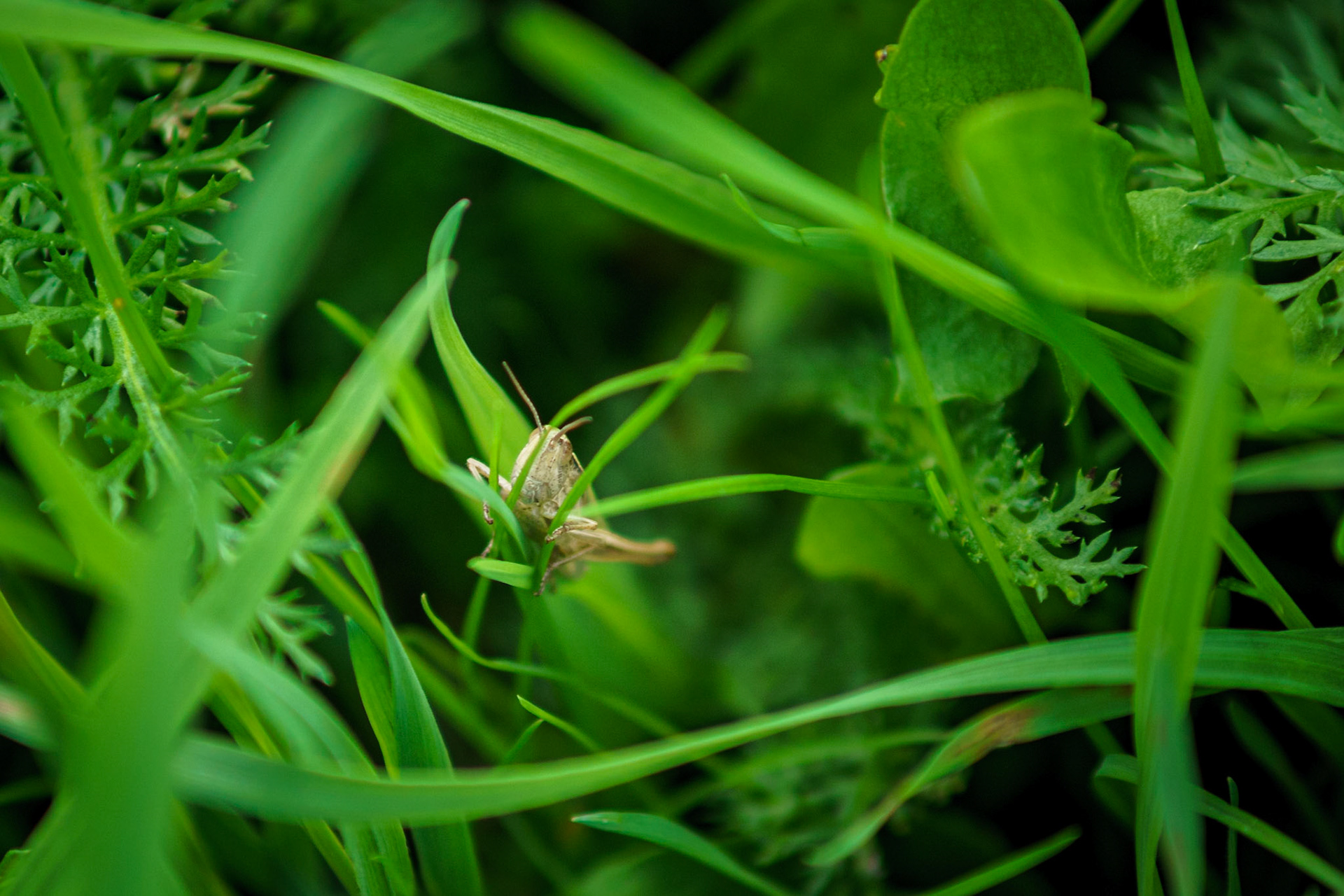 Grashopper