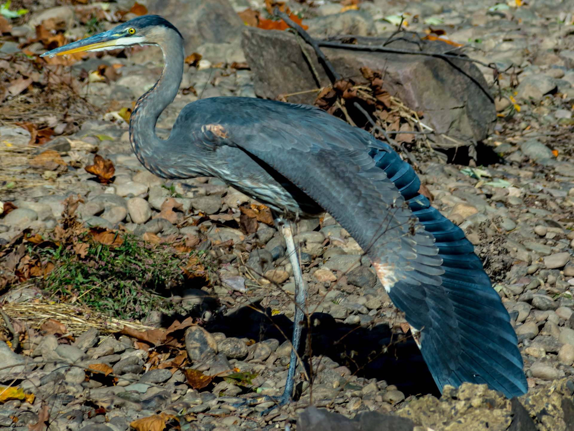 Blue Heron