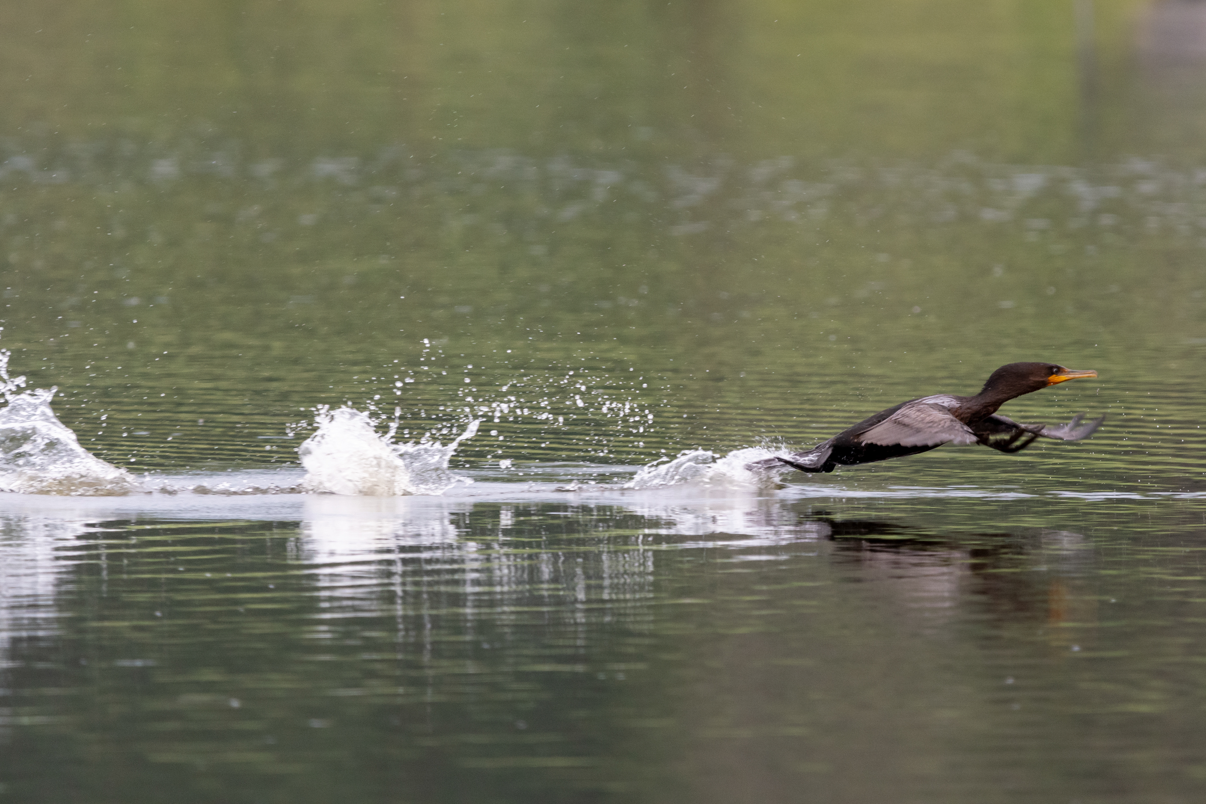 Juvenile Double-crested Cormorant