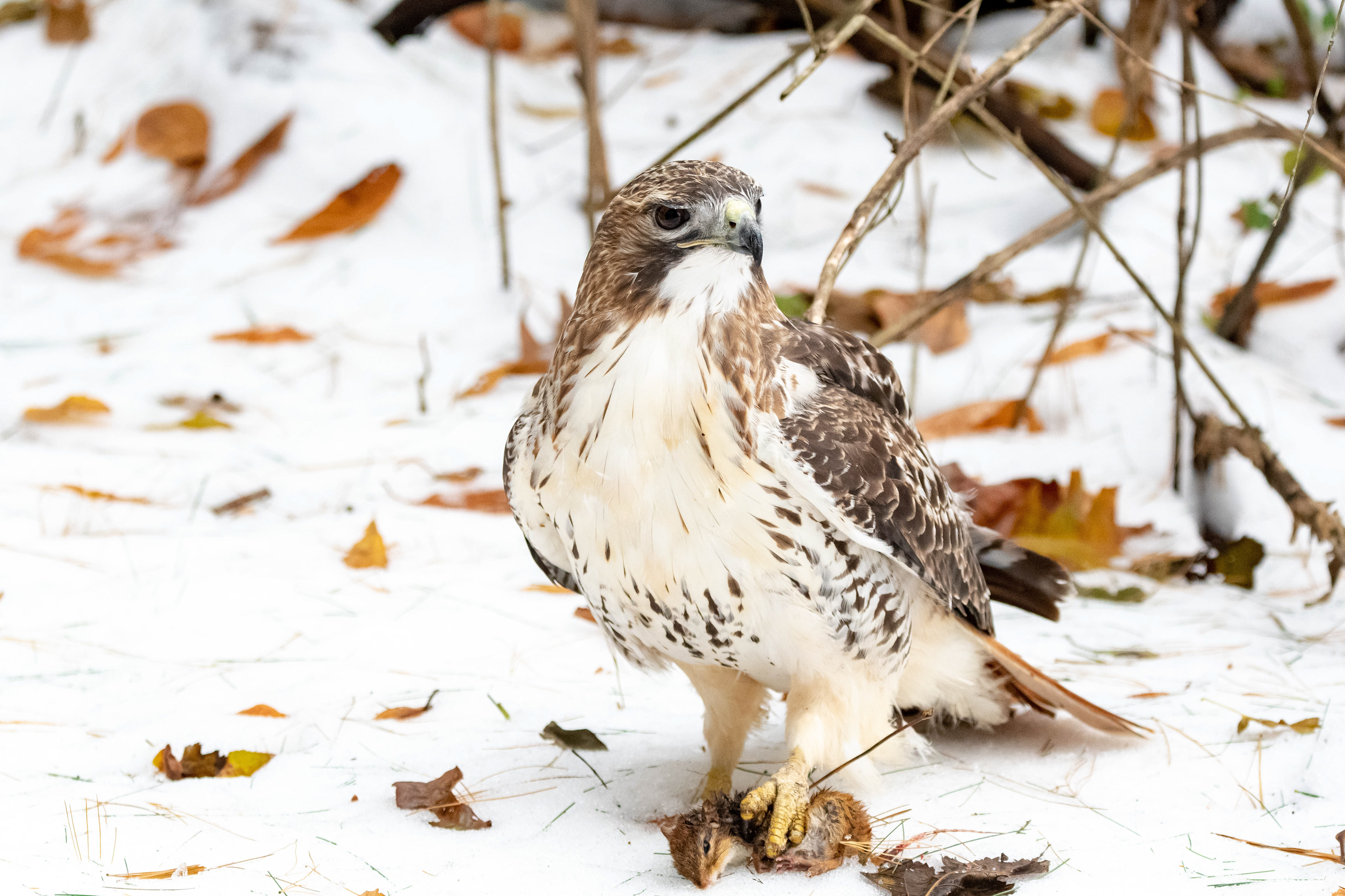 Red Tail Hawk with a Chipmunk