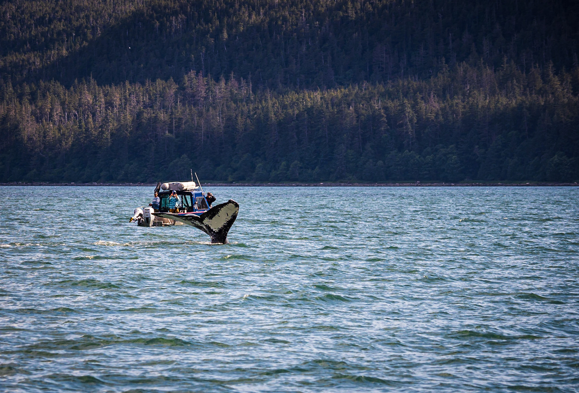 Whale-watching Flame Mother of Bolt in Juneau Alaska