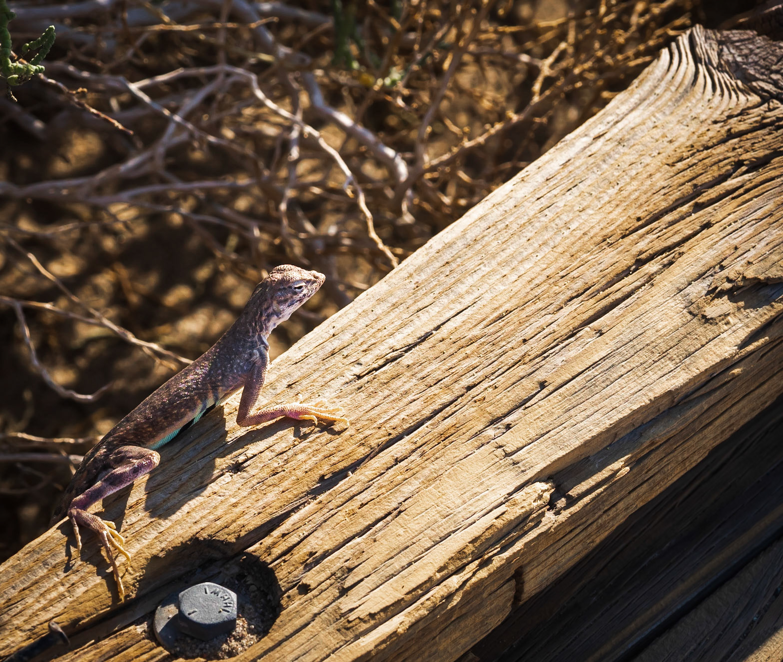 Lizard at Salt Creek