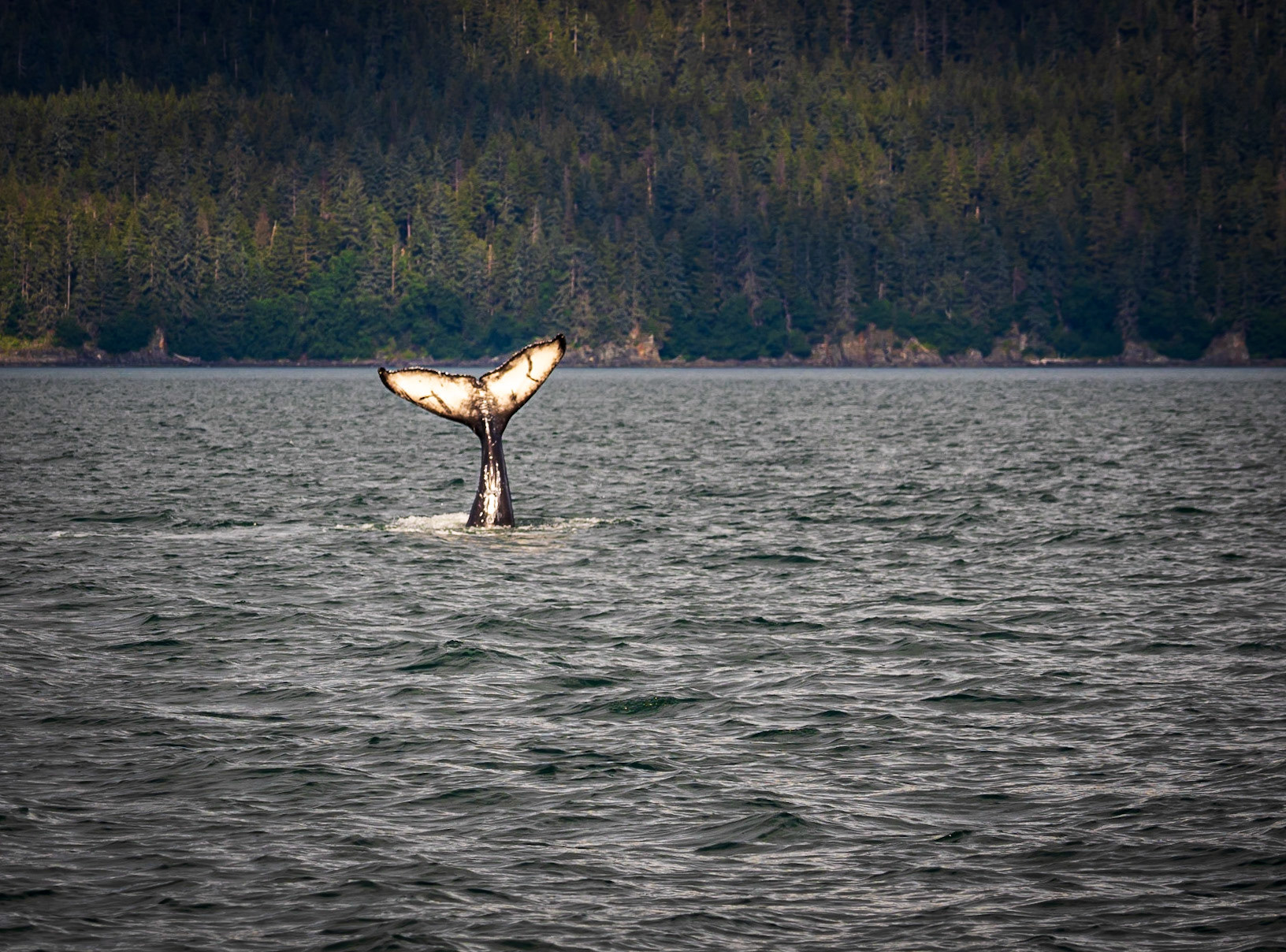 Whale-watching Bolt in Juneau Alaska