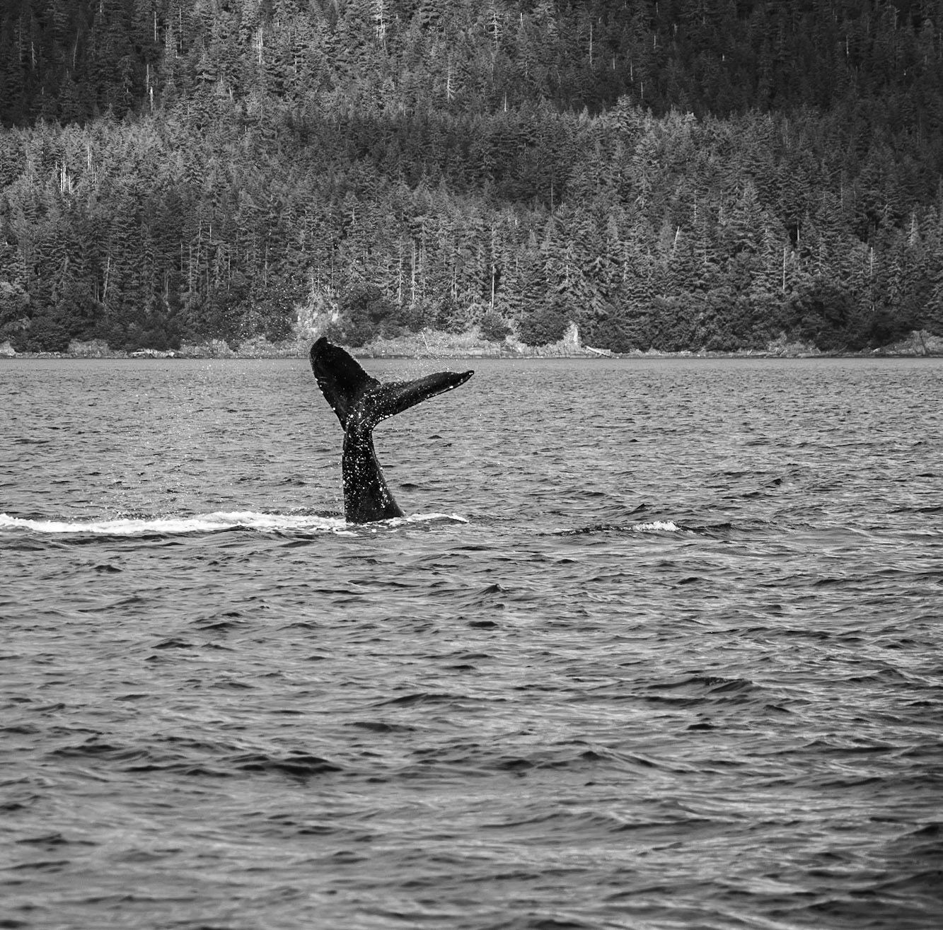Whale-watching Bolt's backwards Fluke slap in Juneau Alaska