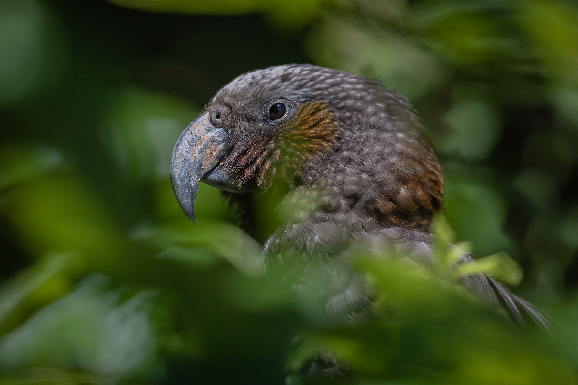 North Island Kākā