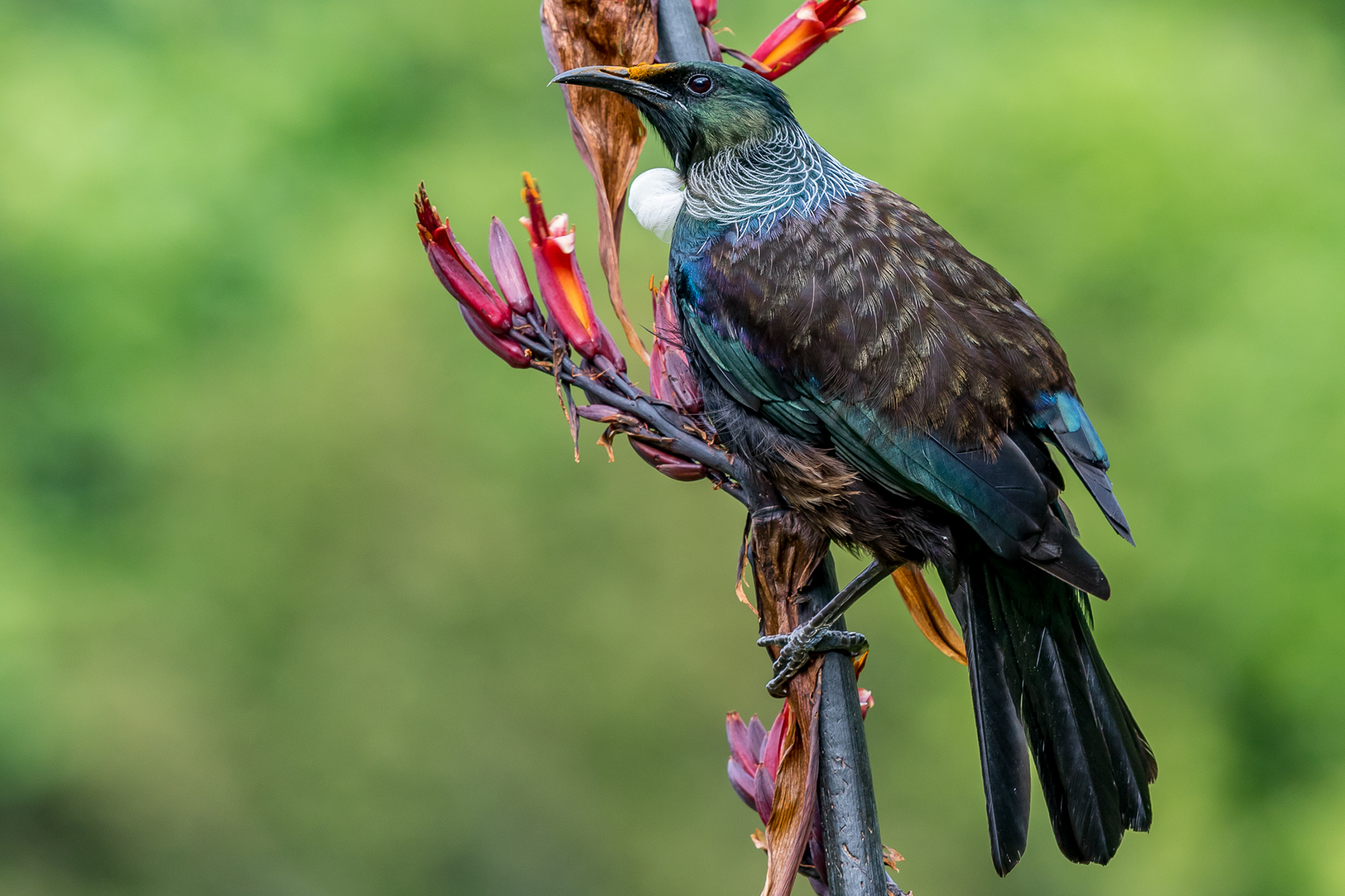 Tūī