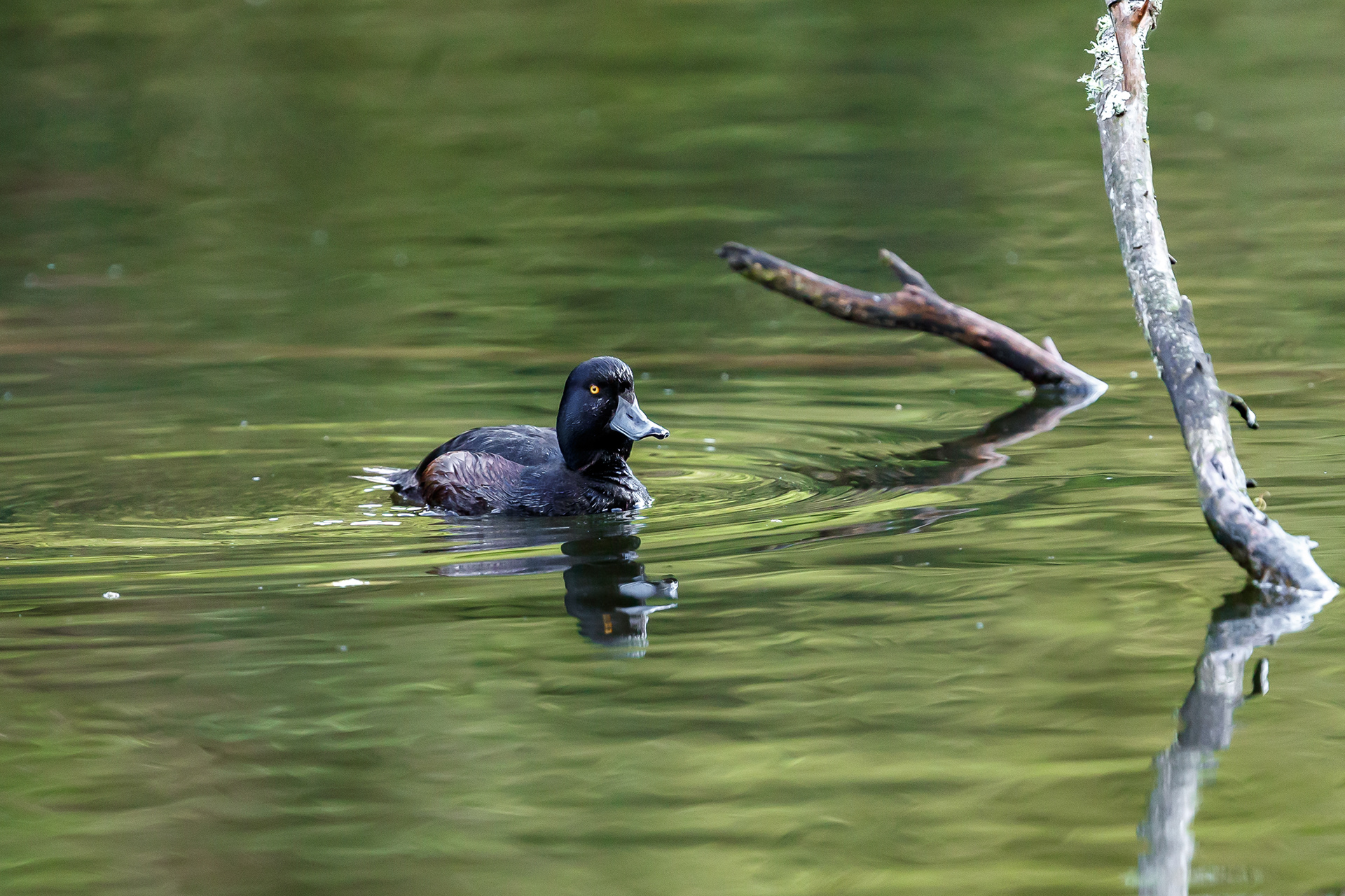 Pāpango (New Zealand Scaup)
