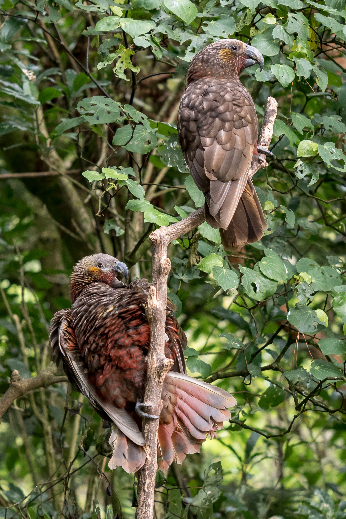 North Island Kākā