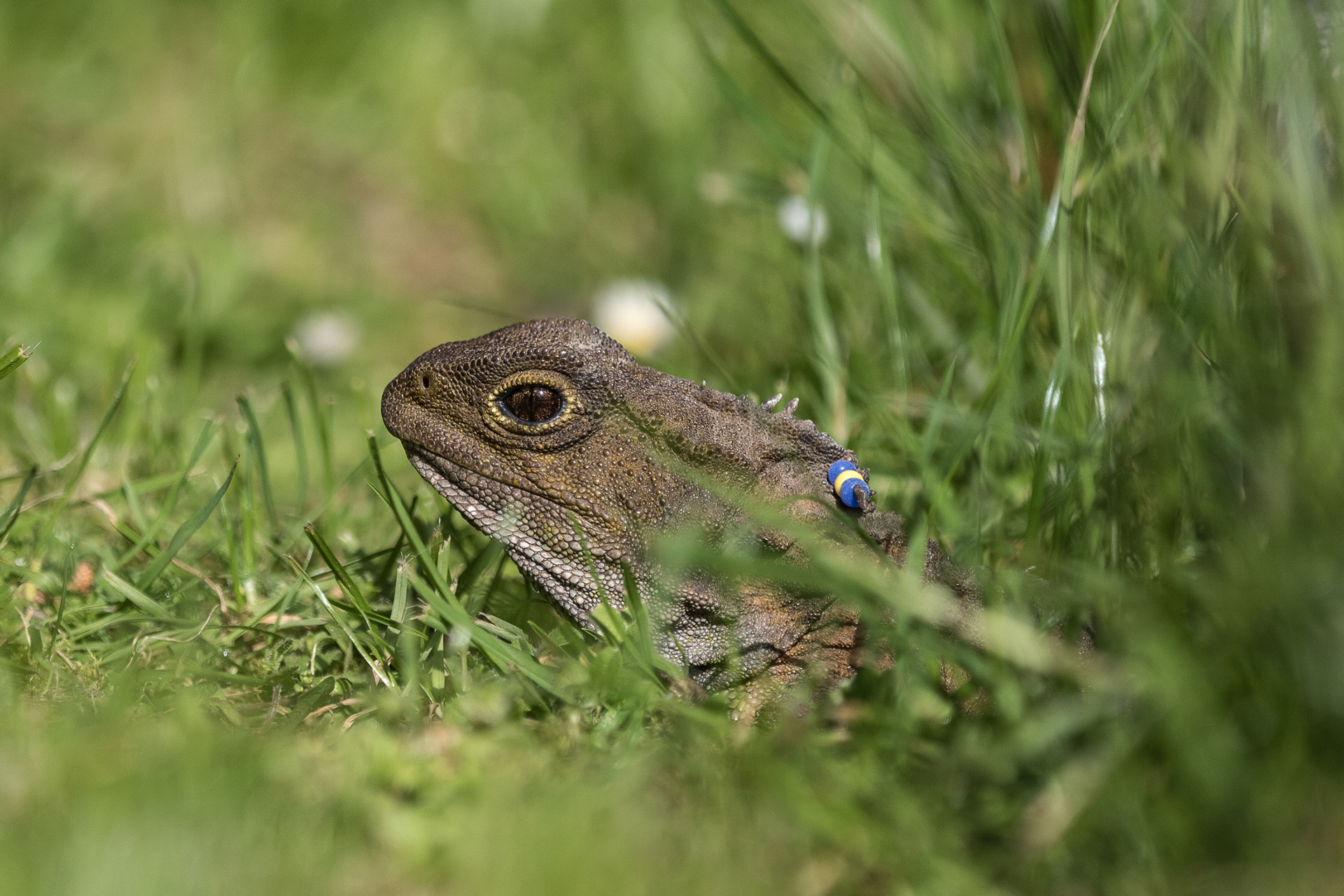 Tuatara