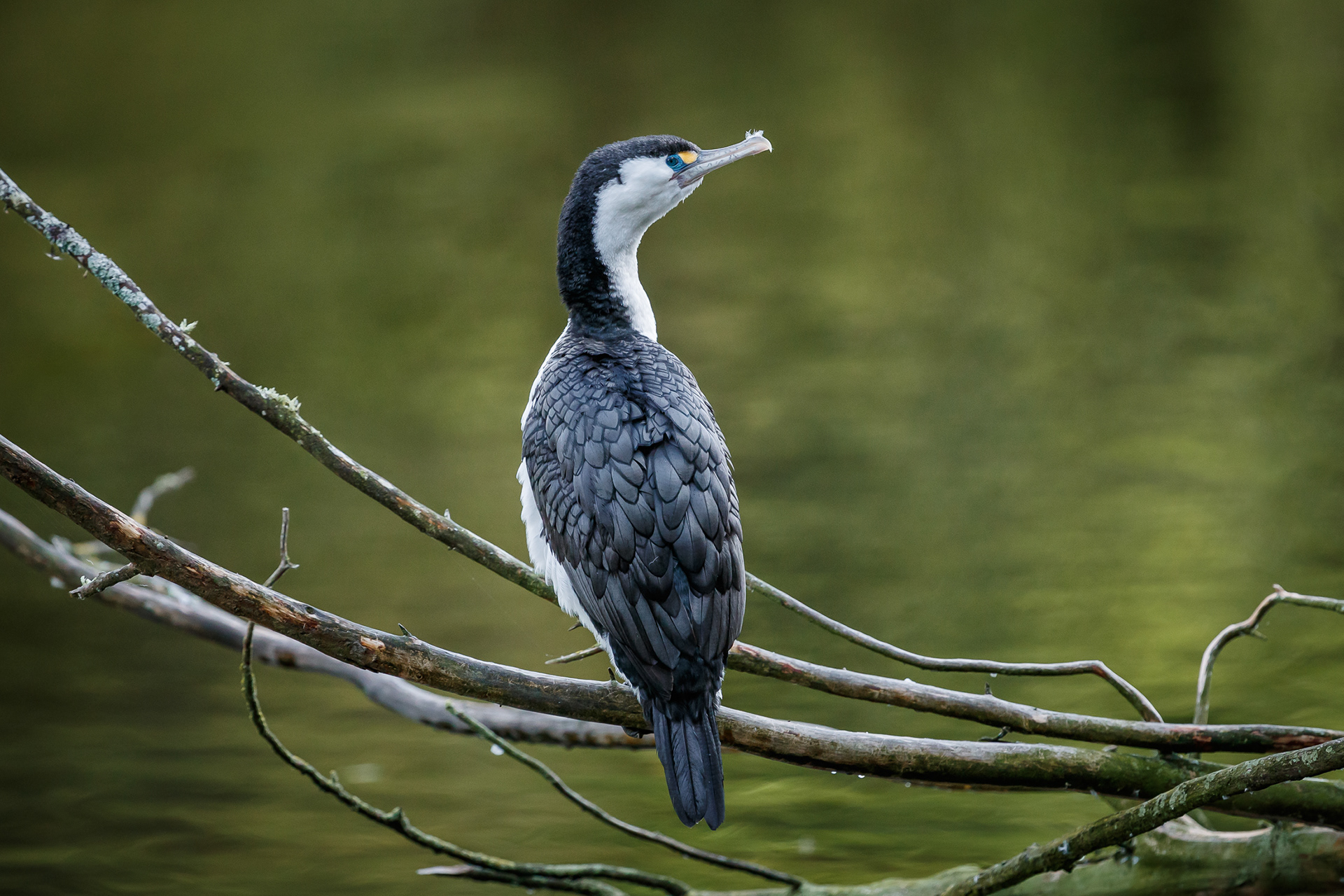 Pied Shag