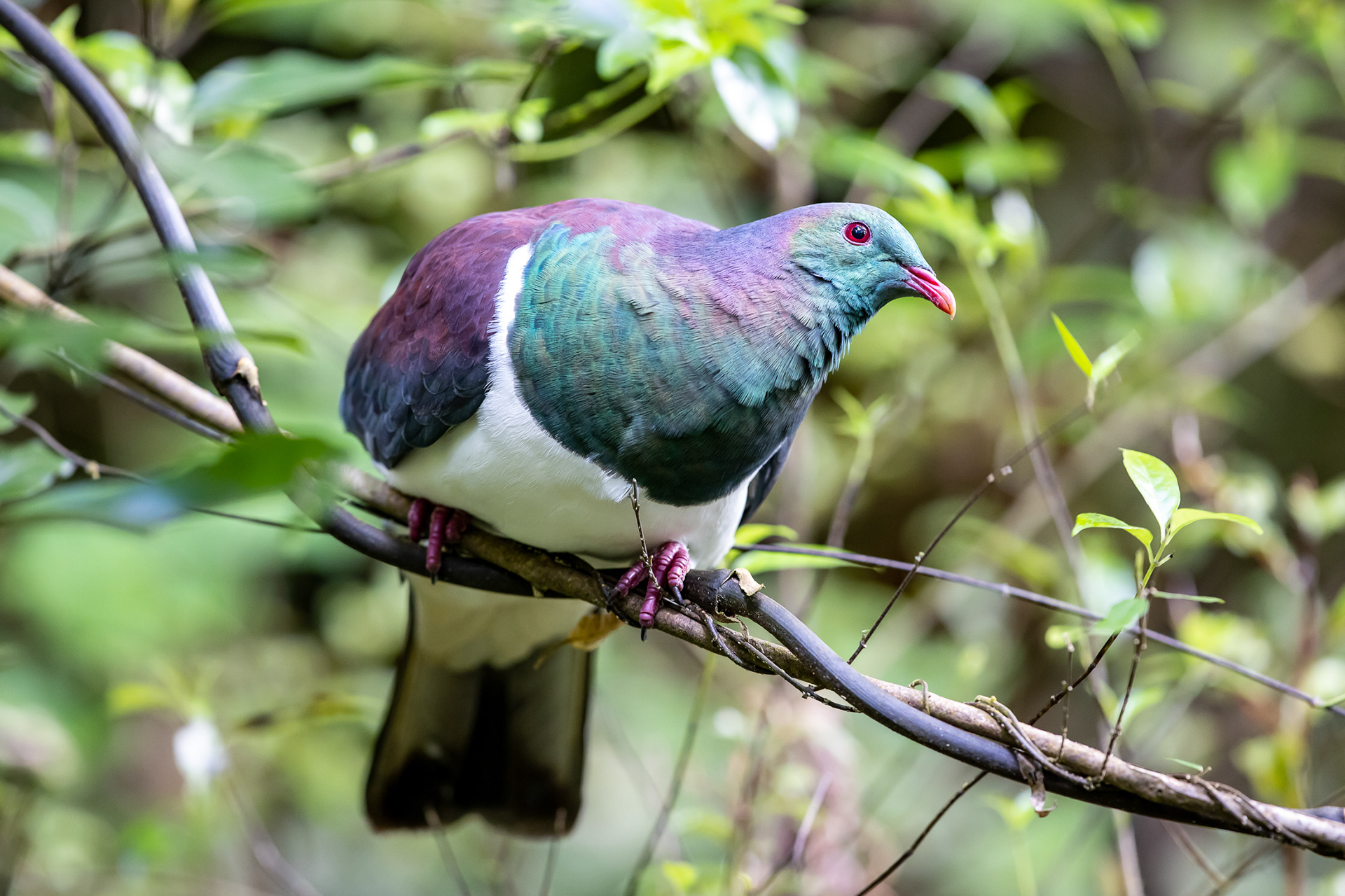 Kererū