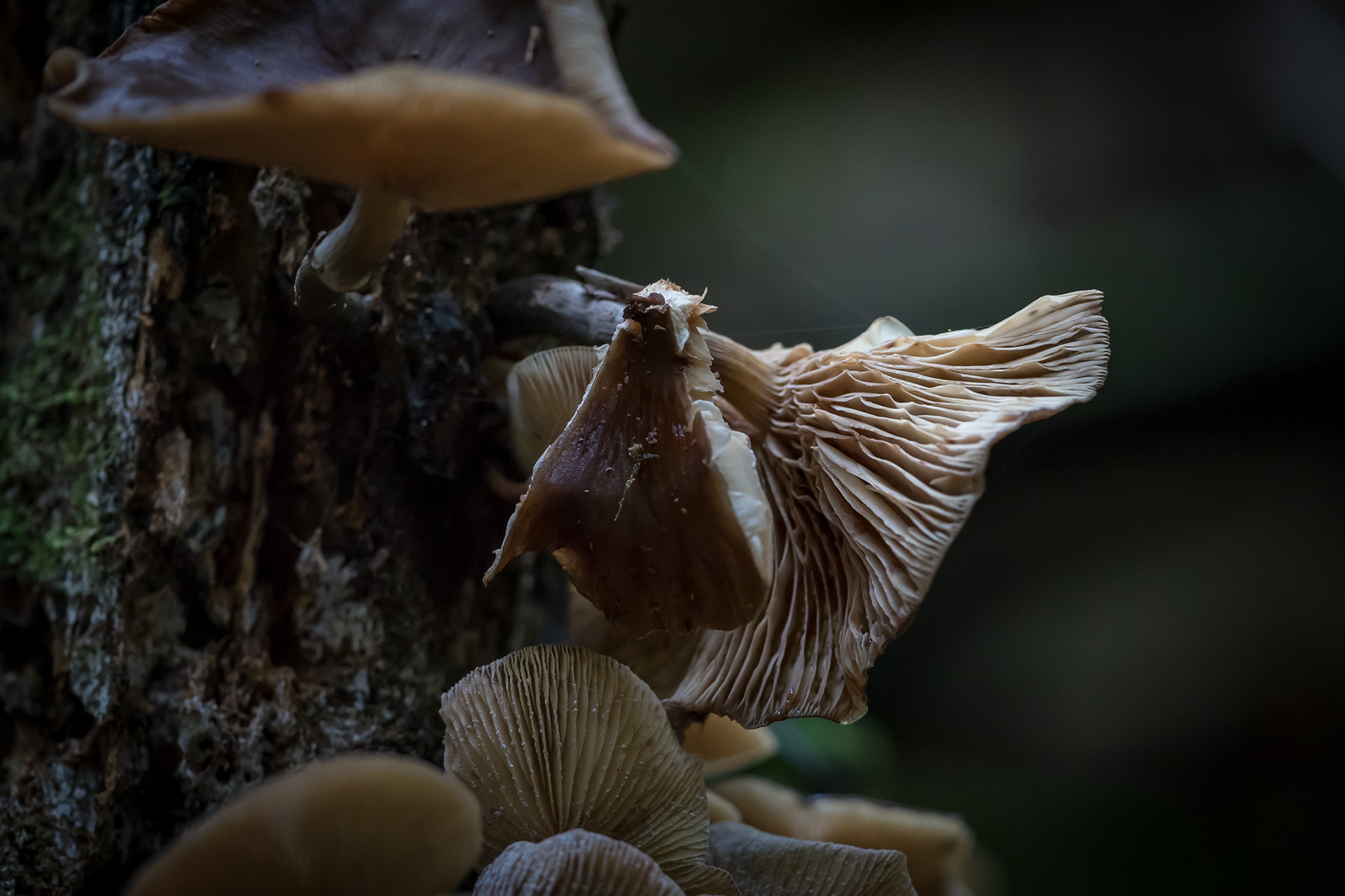 Fungi
