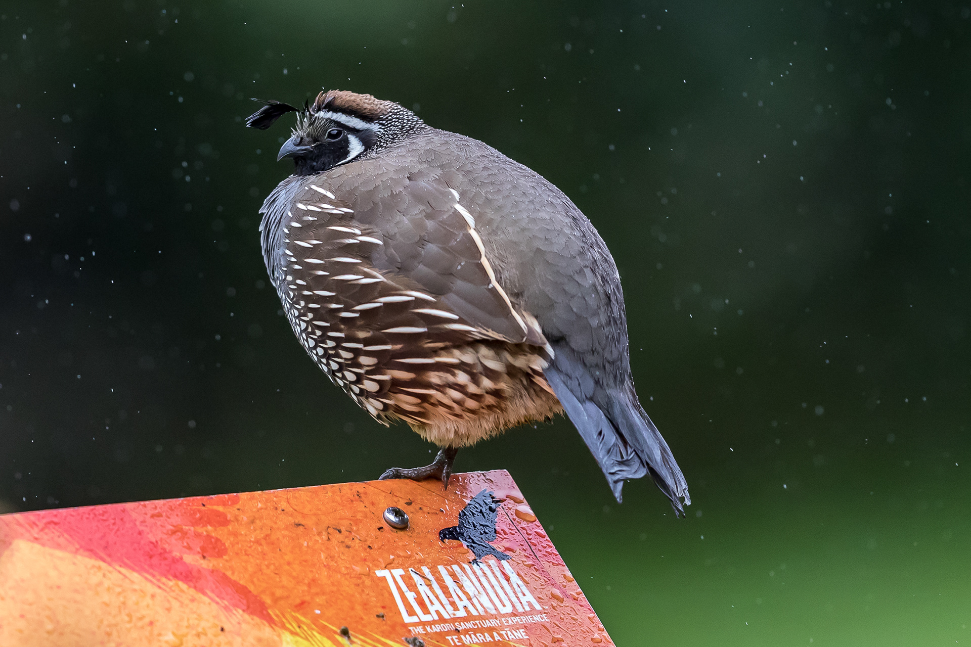 Koera (California Quail)