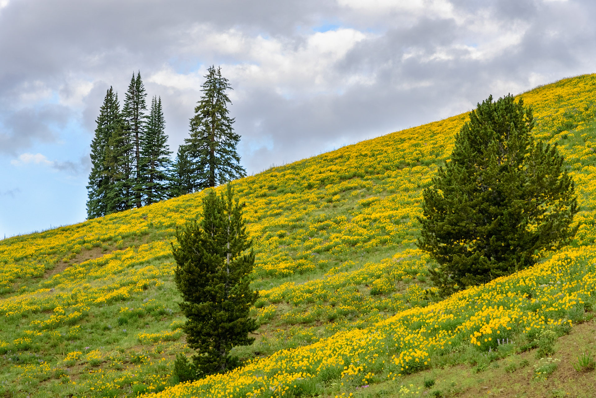 Flowers in Yellowstone