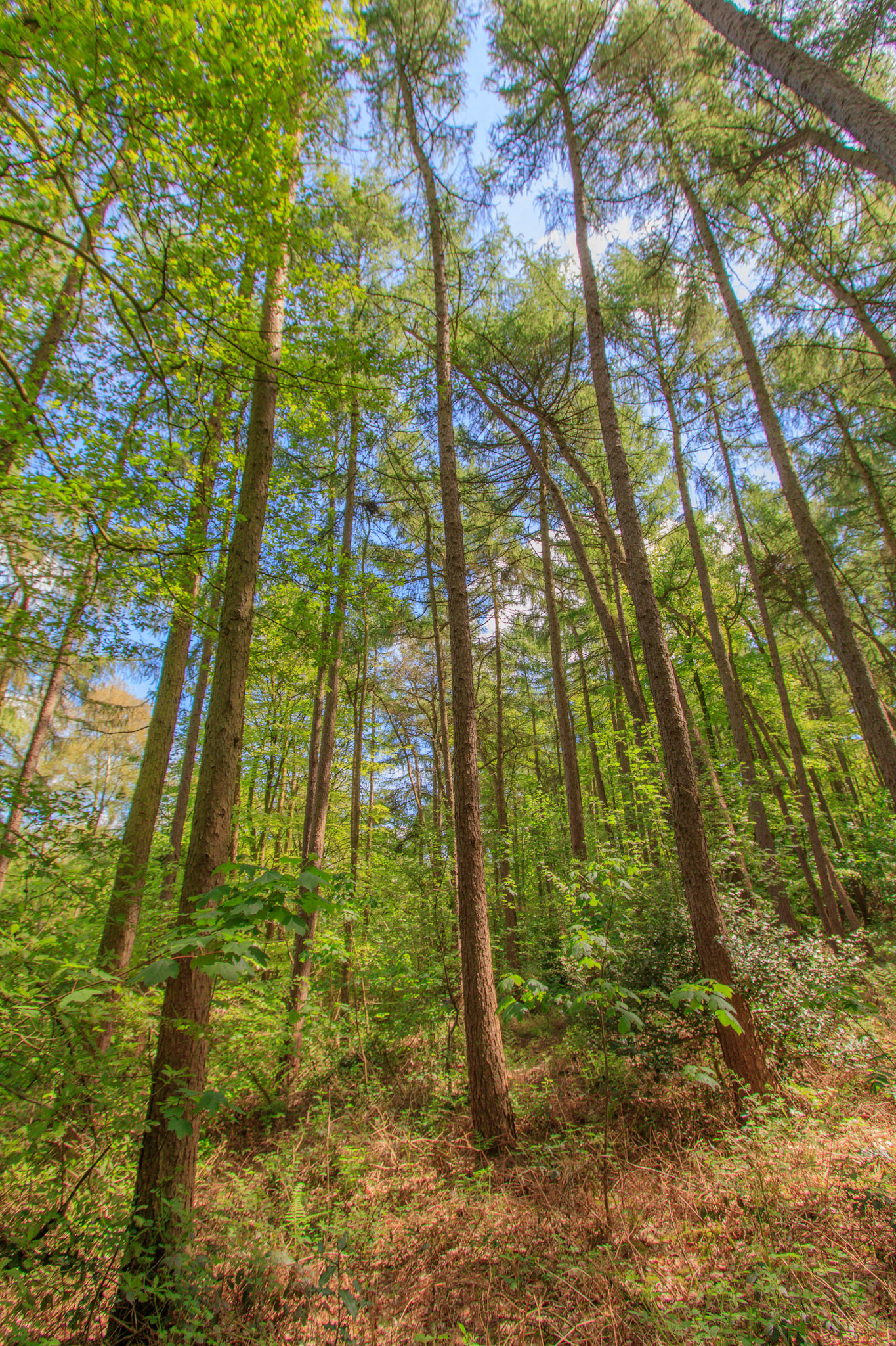 Nigel King Photography Loughborough Outwoods
