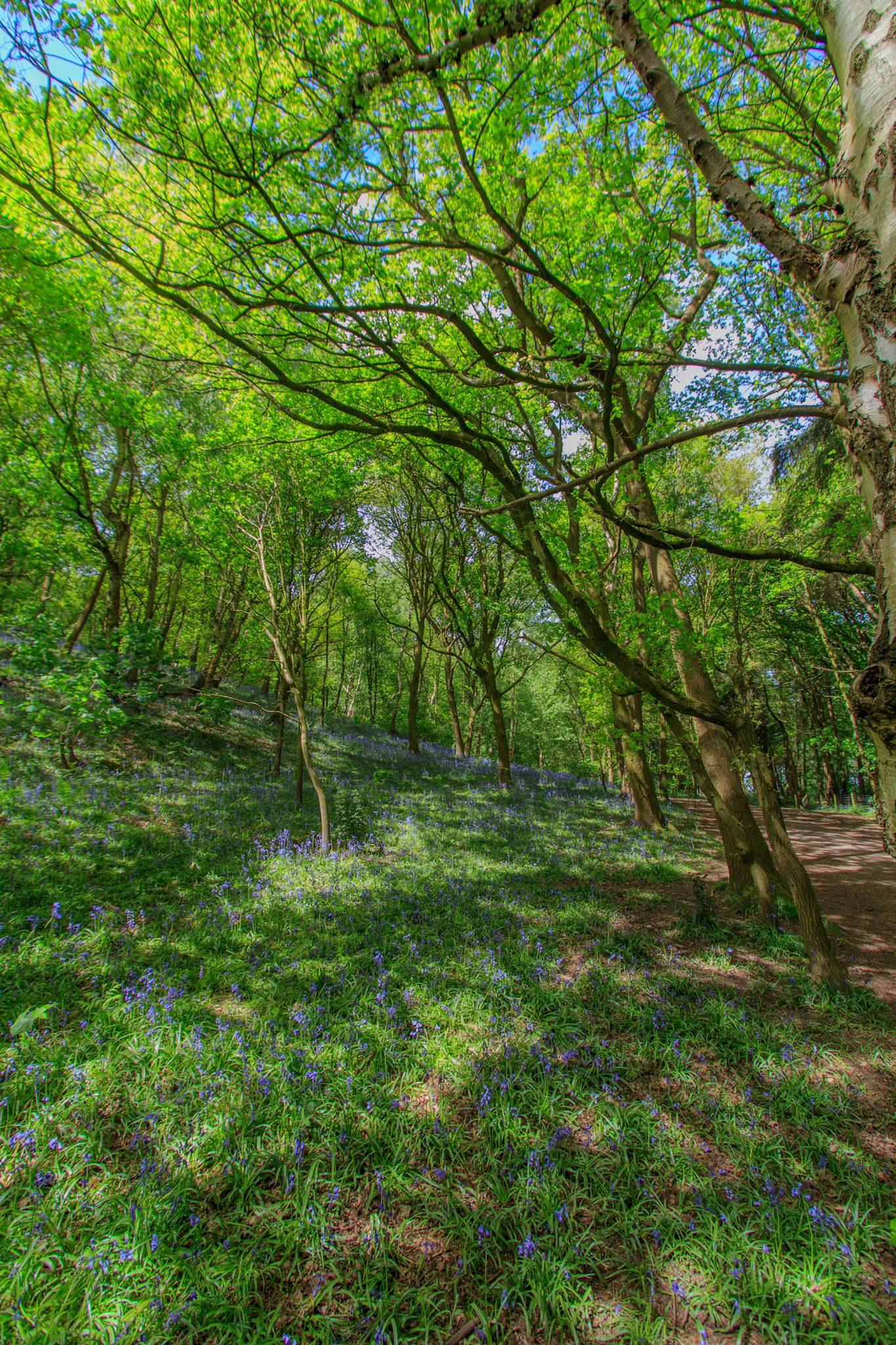 Nigel King Photography Loughborough Outwoods