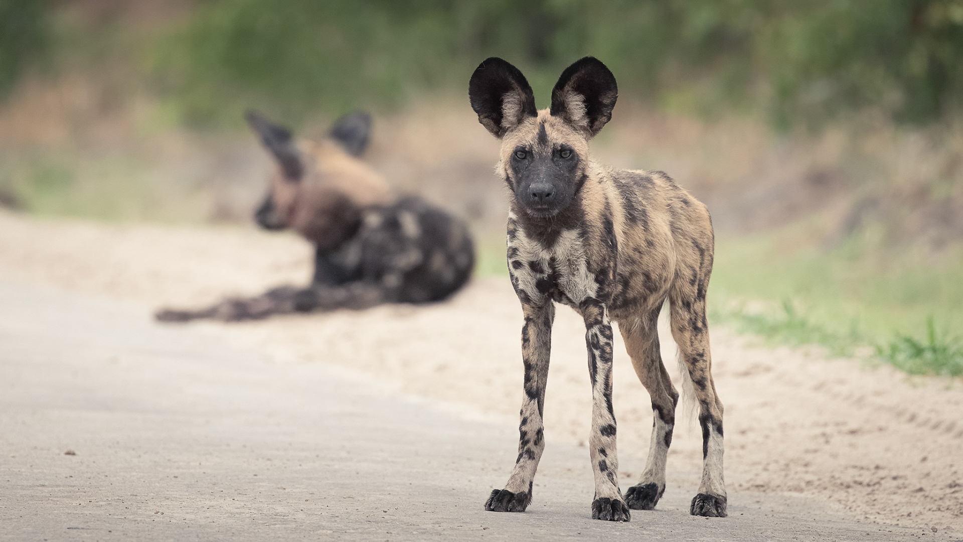 a Rarity - African Wild dogs in Botswana 2017