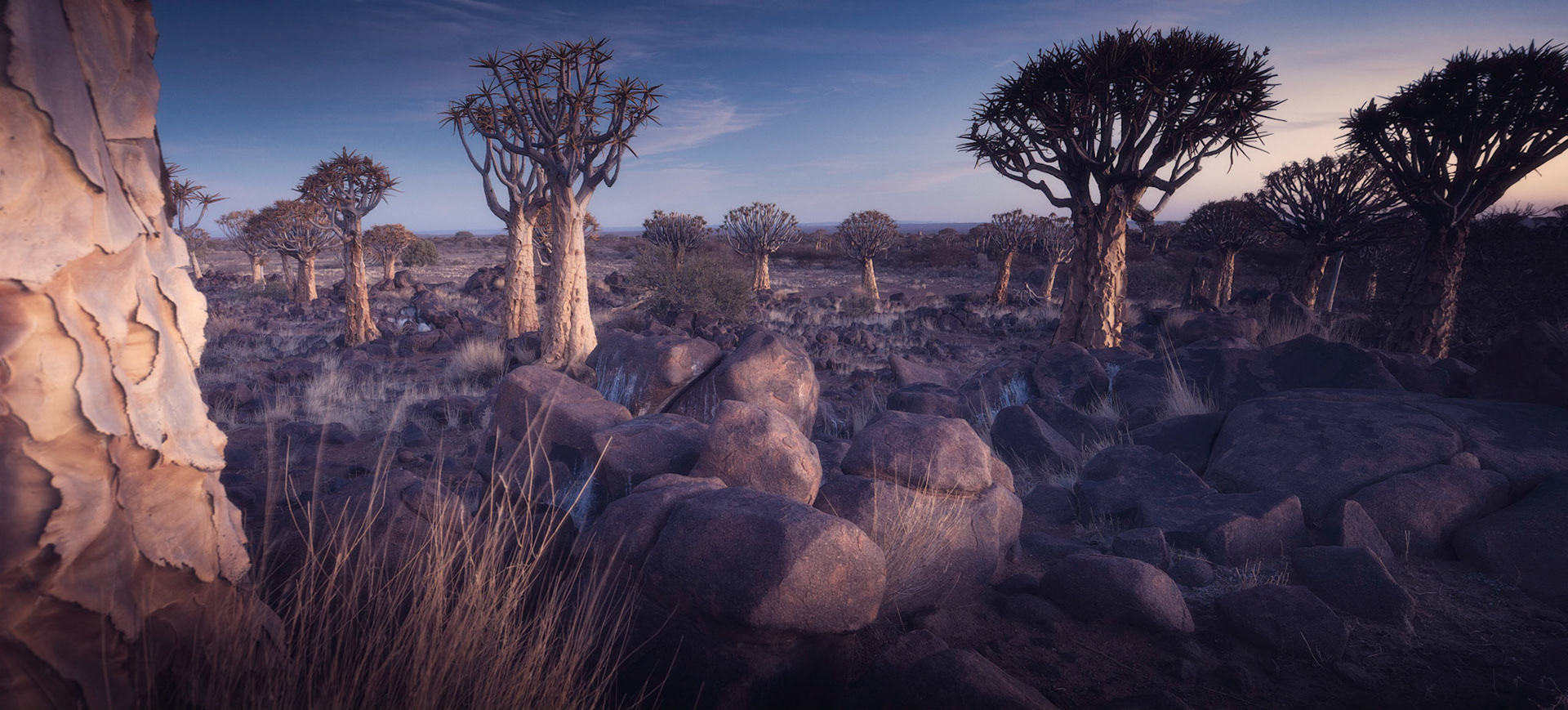 Giants - Quiver trees of Keetmanshoop 2018