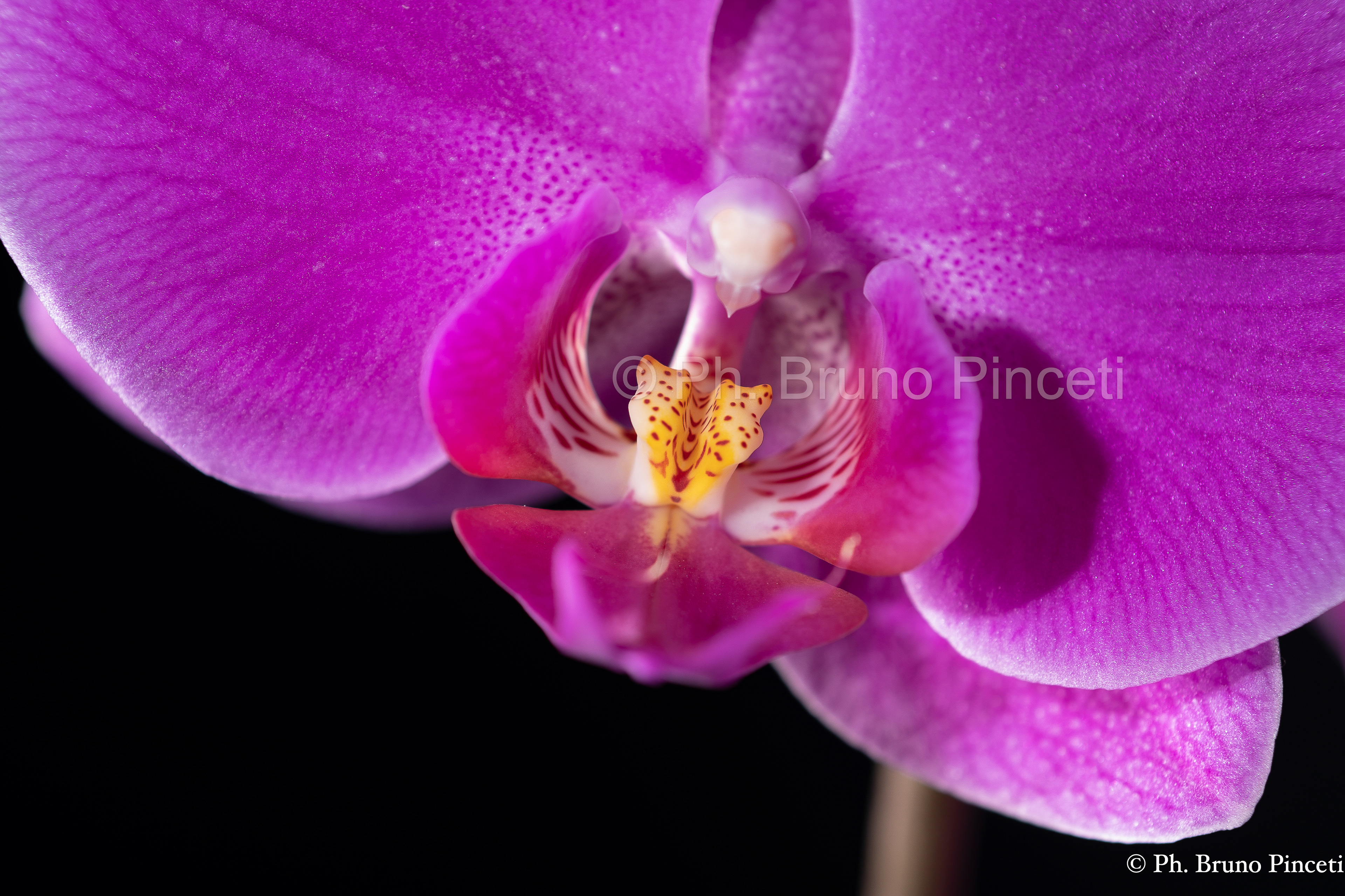 Macro Orchidea