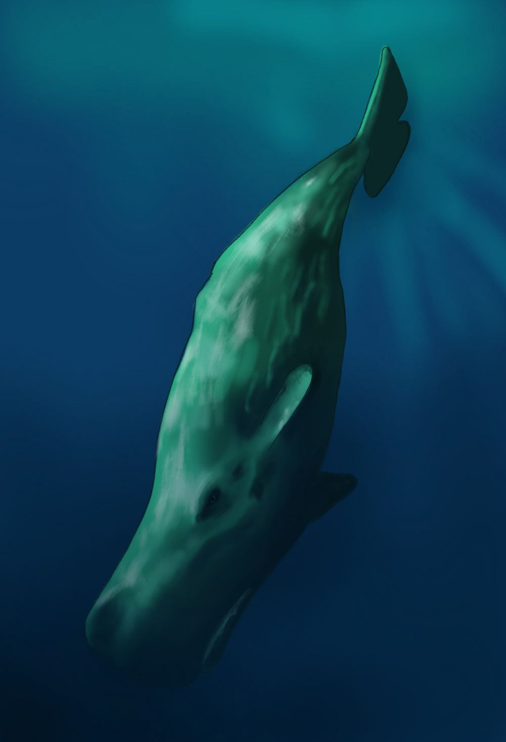 Sperm whale - Digital/iPad