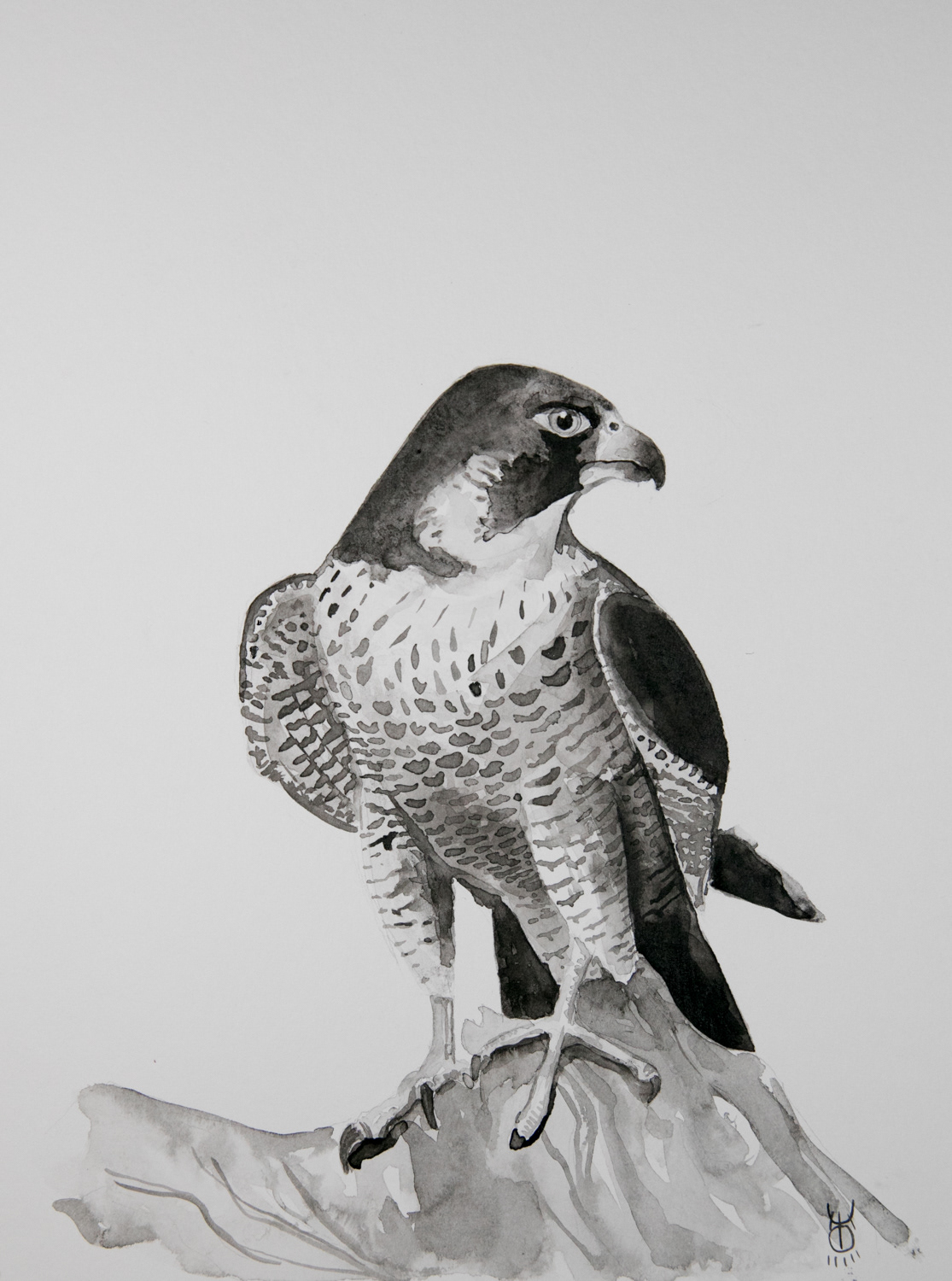 Peregrine falcon ink study - 31.5 x 24cm £40
