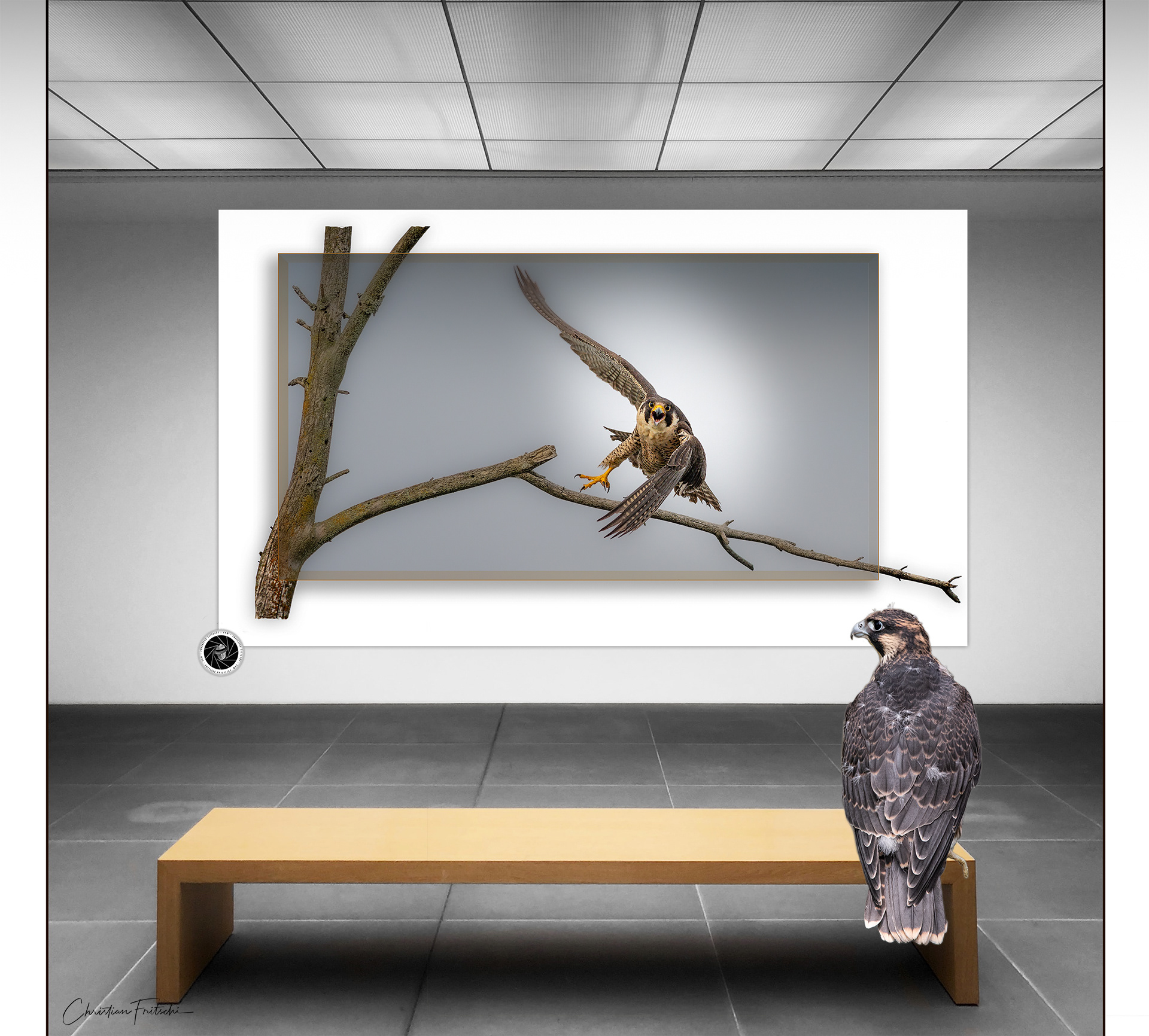 Juvenile Peregrine visits his Mom