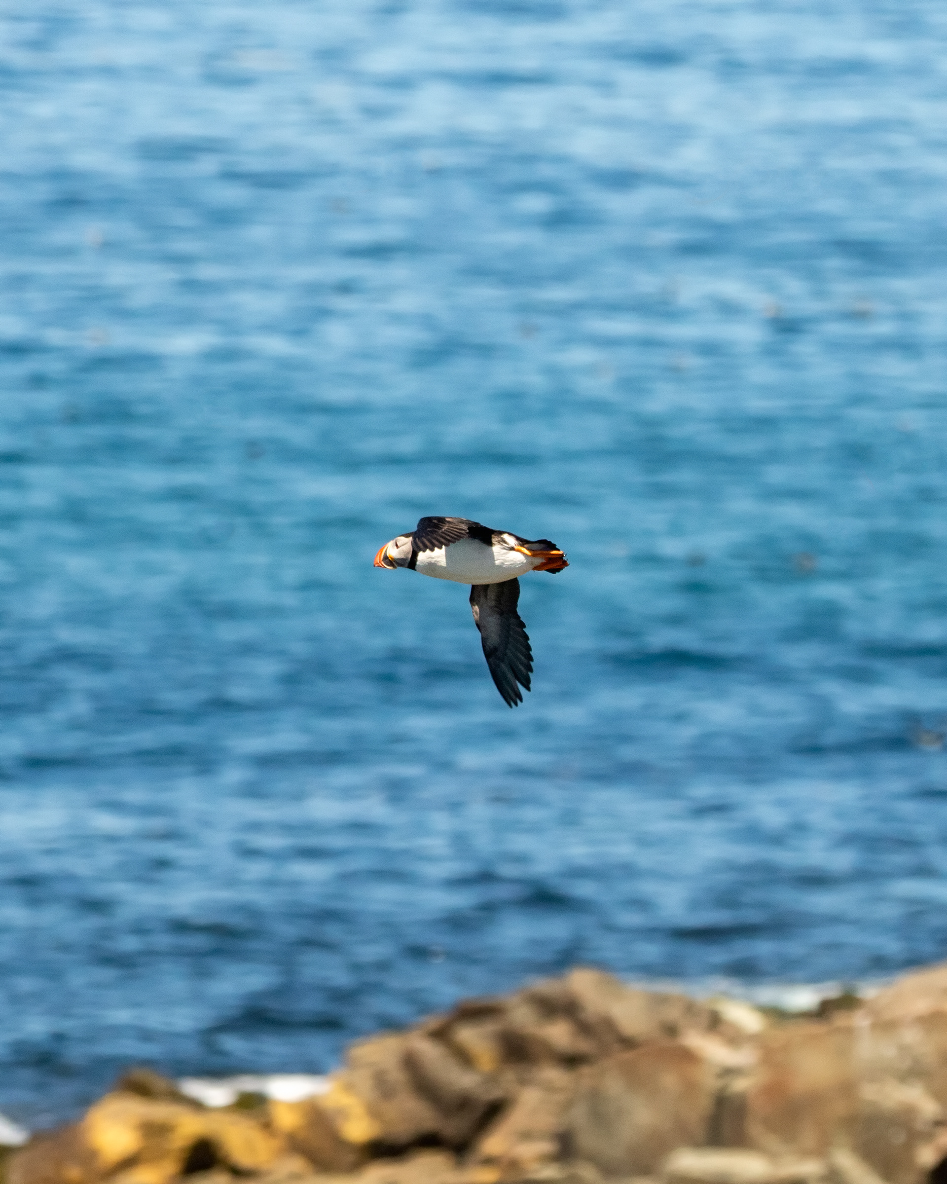 Puffins - Elliston Island